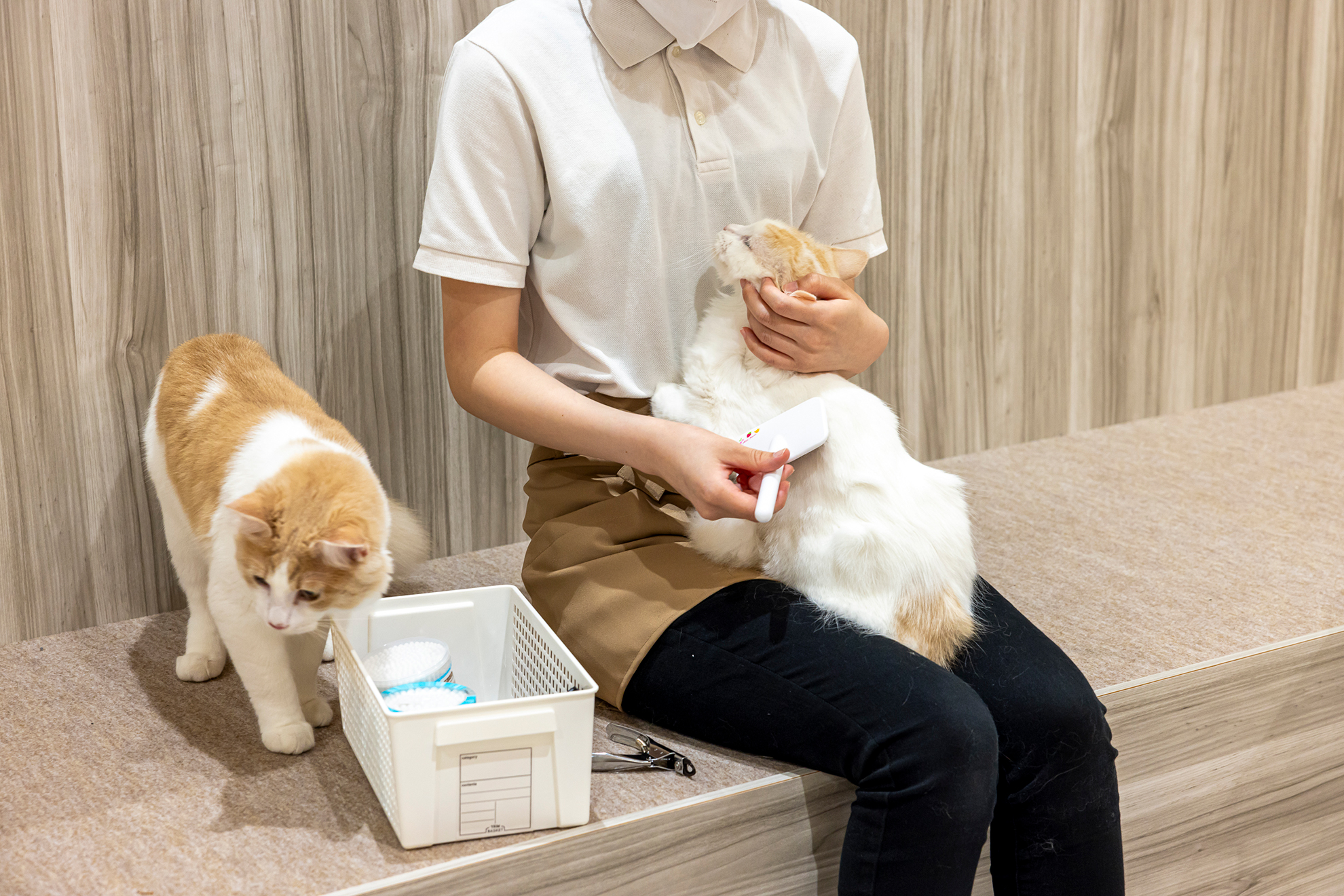 nonnon(猫カフェ)獣医師による猫の定期健康診断の写真