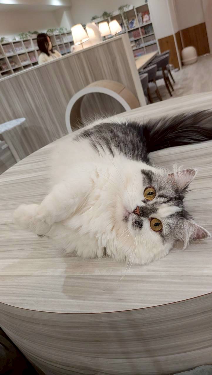  オレオ のミヌエット（オレオちゃん）の写真