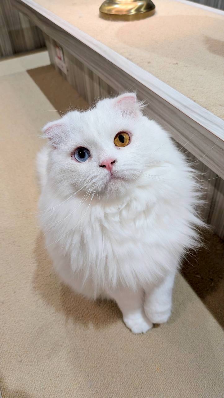  パール のスコティッシュフォールド（パールちゃん）の写真