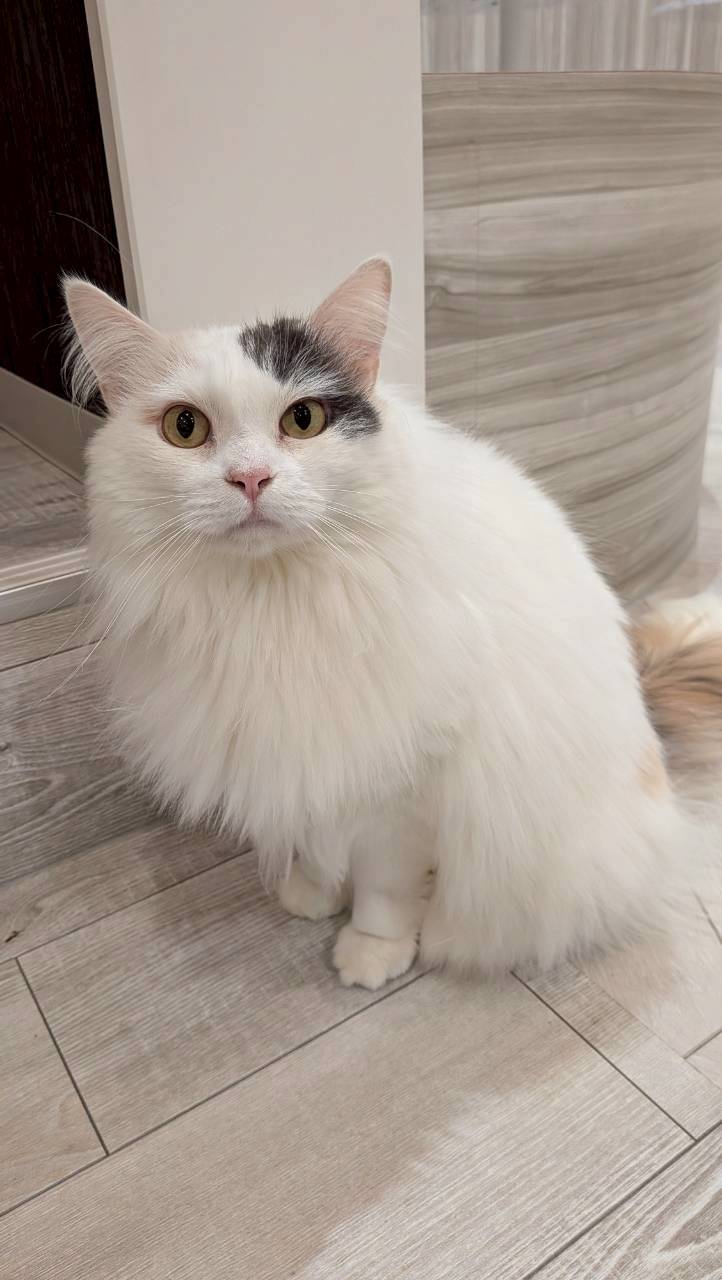  しらたま のサイベリアン（しらたまちゃん）の写真