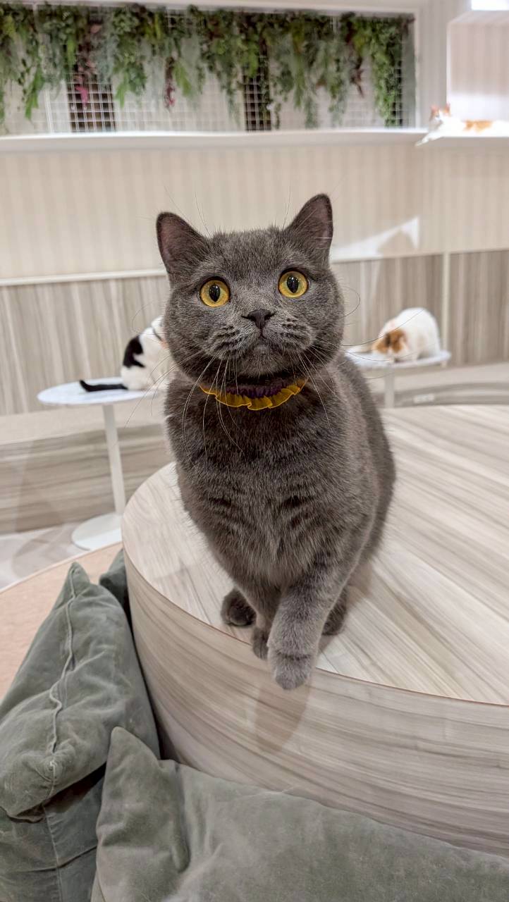  しじみ のブリティッシュショートヘア（しじみちゃん）の写真