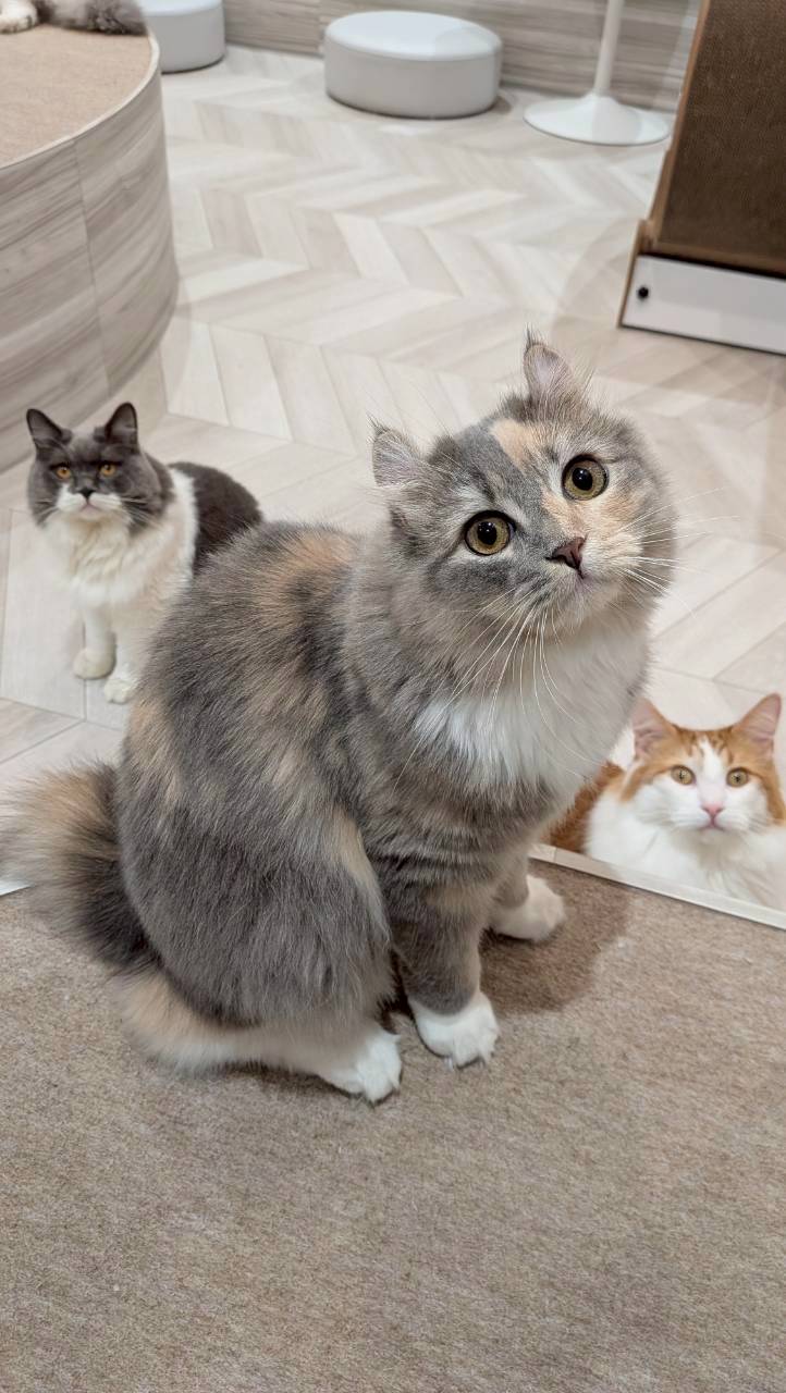  こりん のアメリカンカール（こりんちゃん）の写真