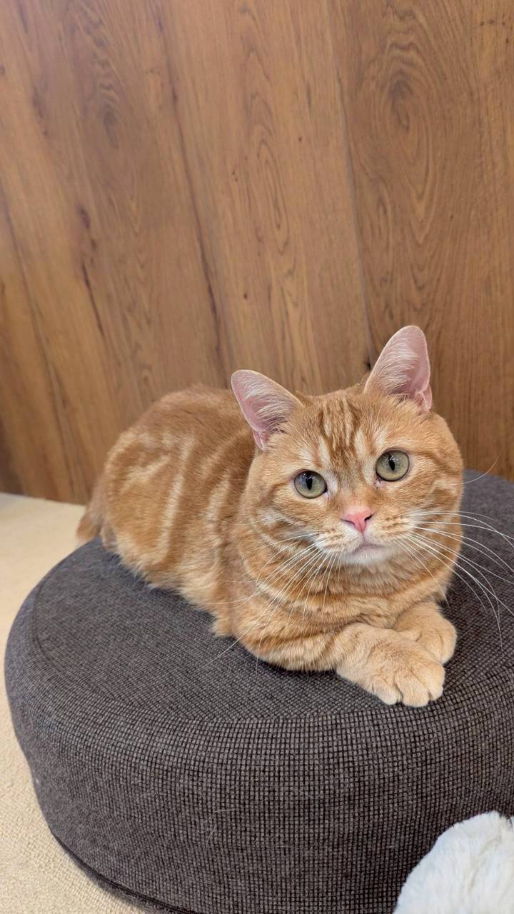  みるく のマンチカン（みるくちゃん）の写真