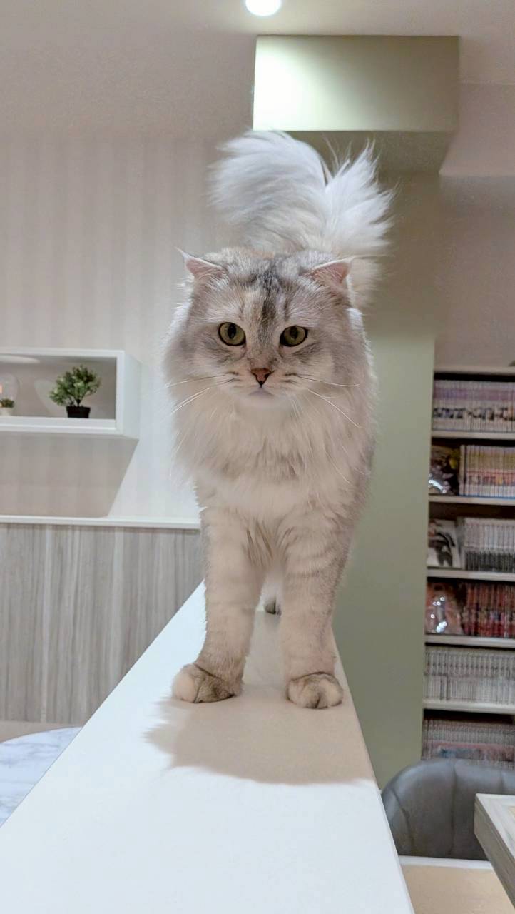  イクラ のスコティッシュフォールド（イクラちゃん）の写真