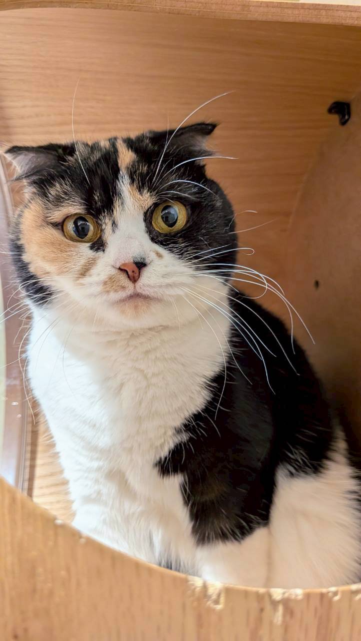  まめ のスコティッシュフォールド（まめちゃん）の写真