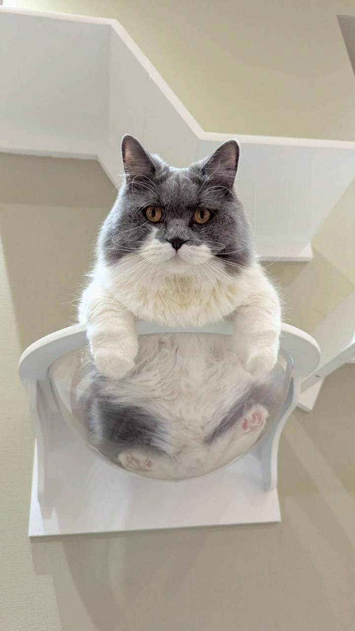  テテ のブリティッシュロングヘア（テテちゃん）の写真