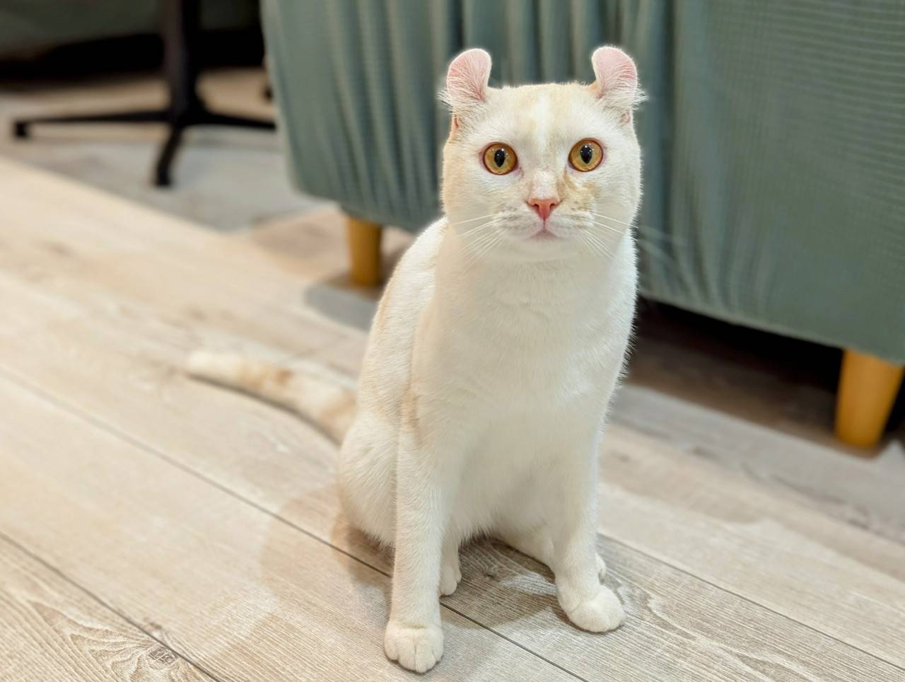  しらす のアメリカンカール（しらすちゃん）の写真