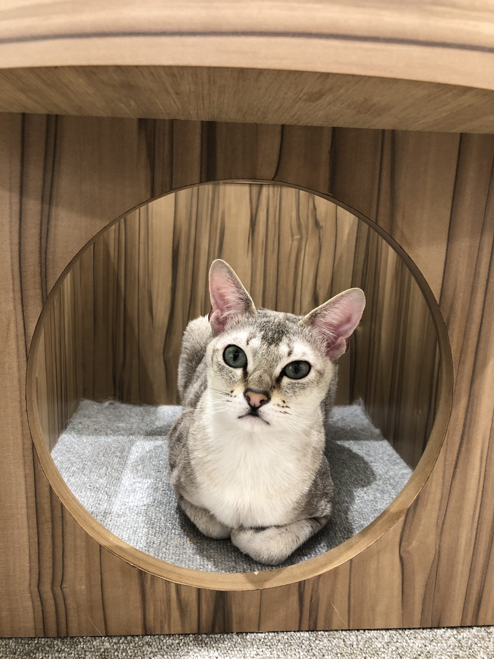  つくし のシンガプーラ（つくしちゃん）の写真