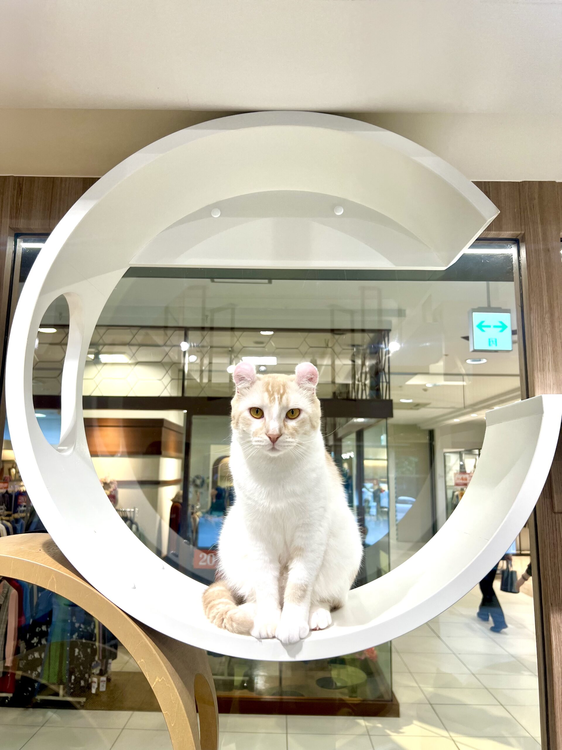  にぼし のアメリカンカール（にぼしちゃん）の写真