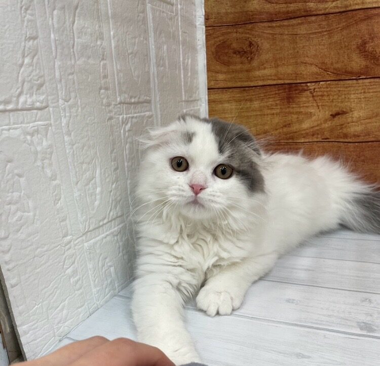       ももこ      のスコティッシュフォールド（ももこちゃん）の写真