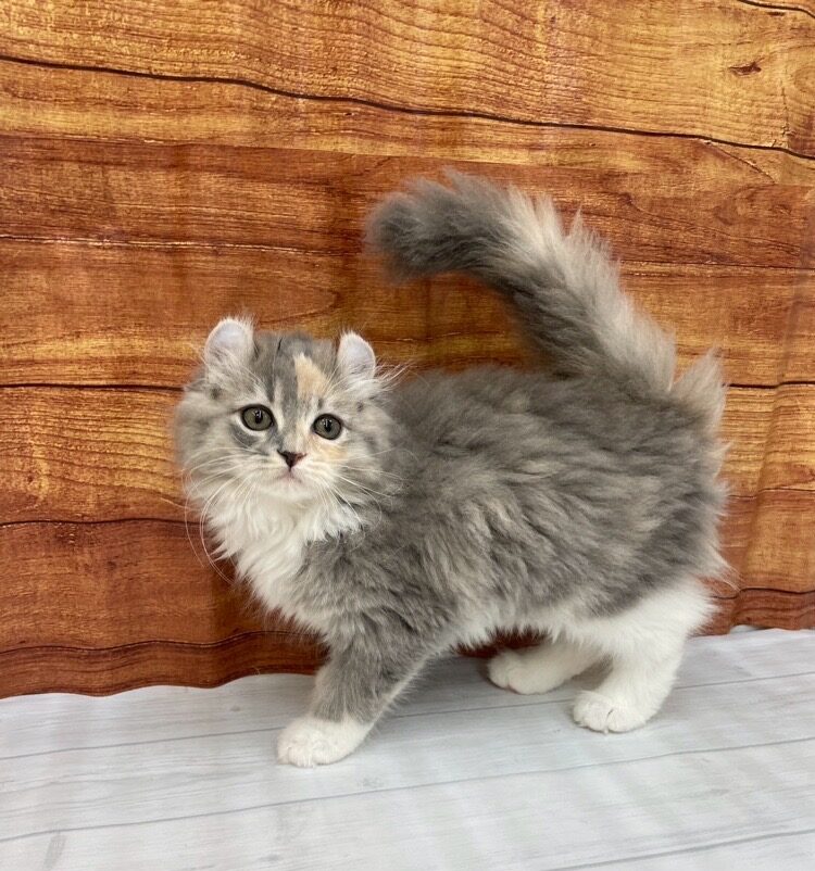       こりん      のアメリカンカール（こりんちゃん）の写真