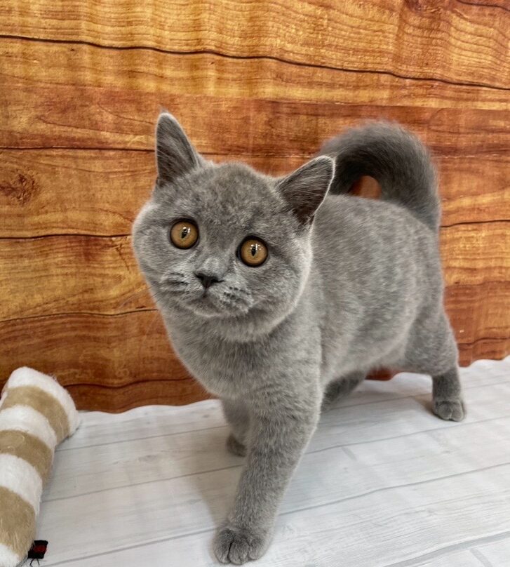       ぶどう      のブリティッシュショートヘア（ぶどうちゃん）の写真