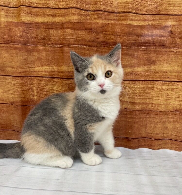       かぼす      のブリティッシュショートヘア（かぼすちゃん）の写真