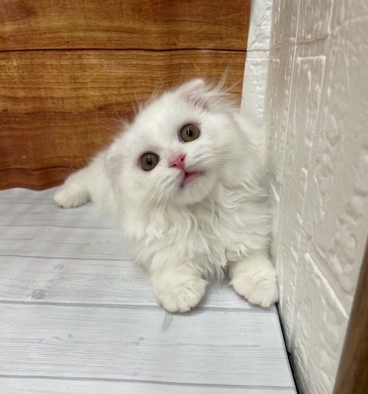       しらたき      のスコティッシュフォールド（しらたきちゃん）の写真