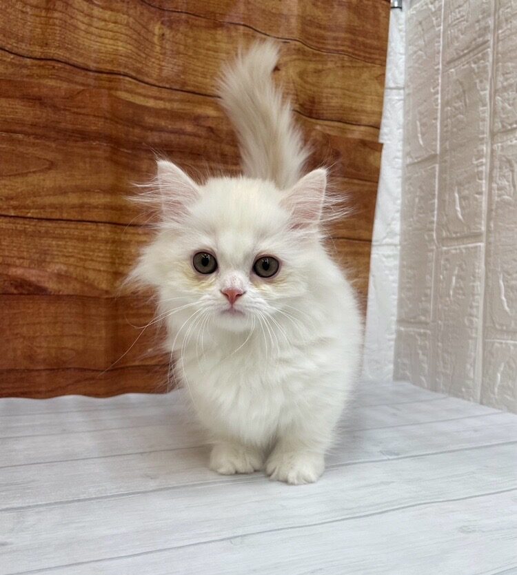       コットン      のミヌエット（コットンちゃん）の写真