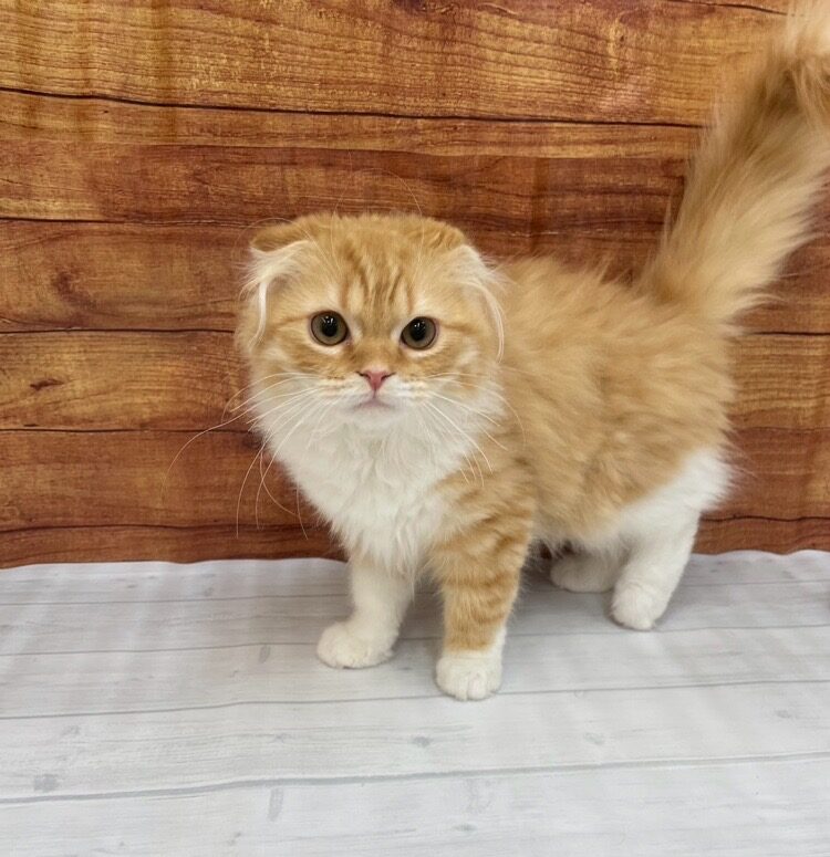       おかき      のスコティッシュフォールド（おかきちゃん）の写真