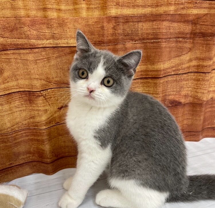       ハチワレ      のブリティッシュショートヘア（ハチワレちゃん）の写真