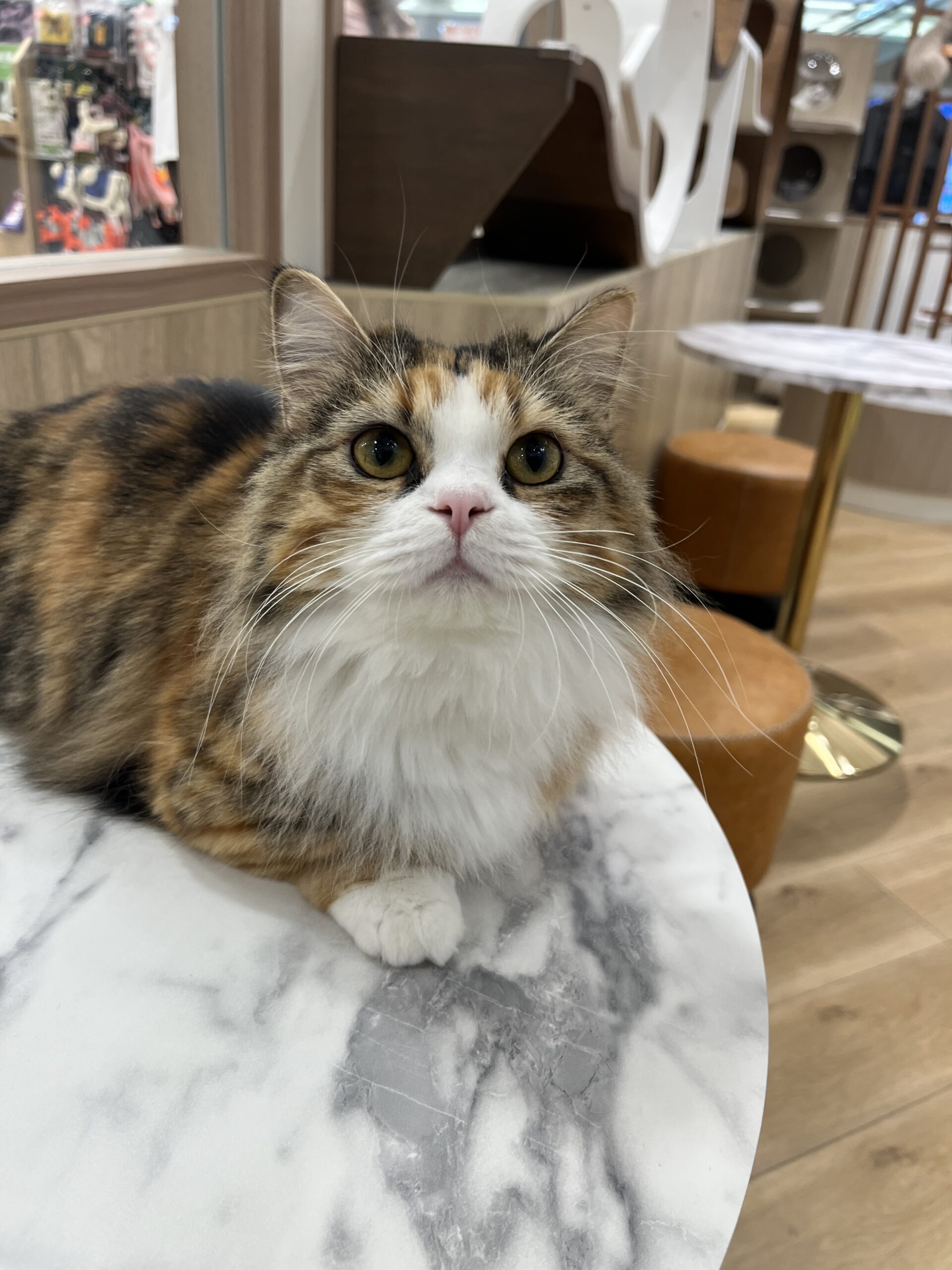  ナッツ のマンチカン（ナッツちゃん）の写真