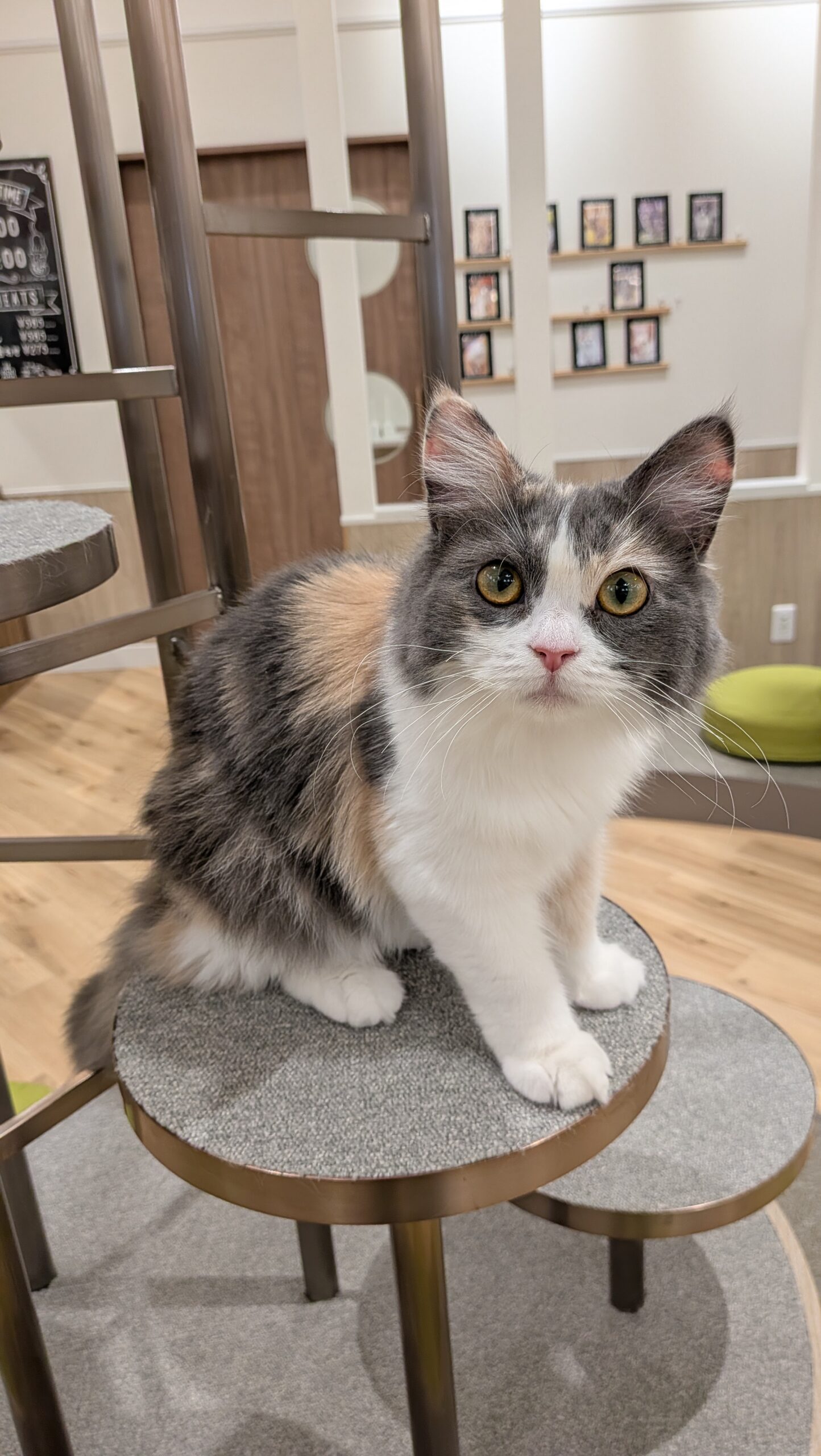  るる のサイベリアン（るるちゃん）の写真