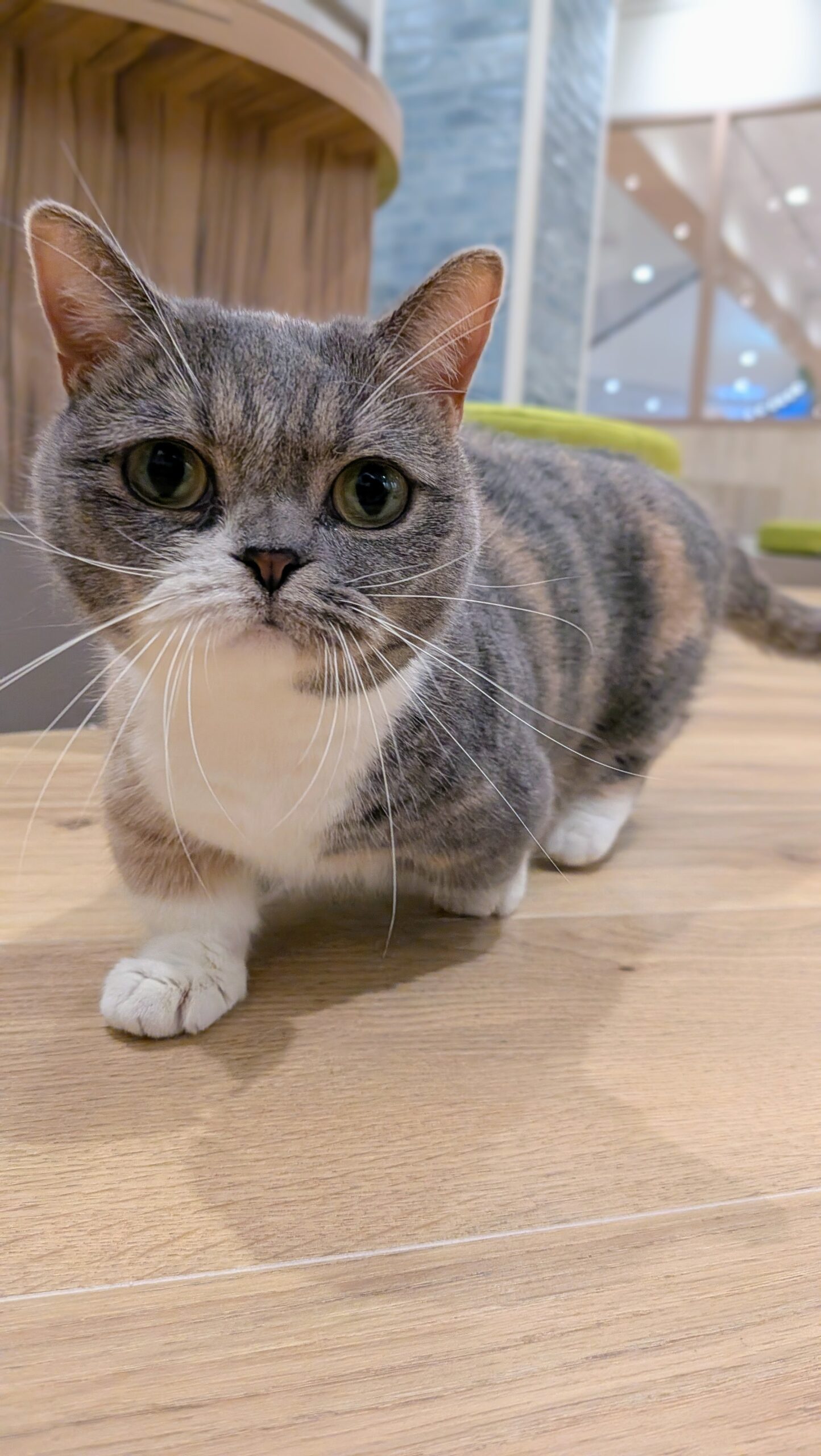  るな のマンチカン（るなちゃん）の写真