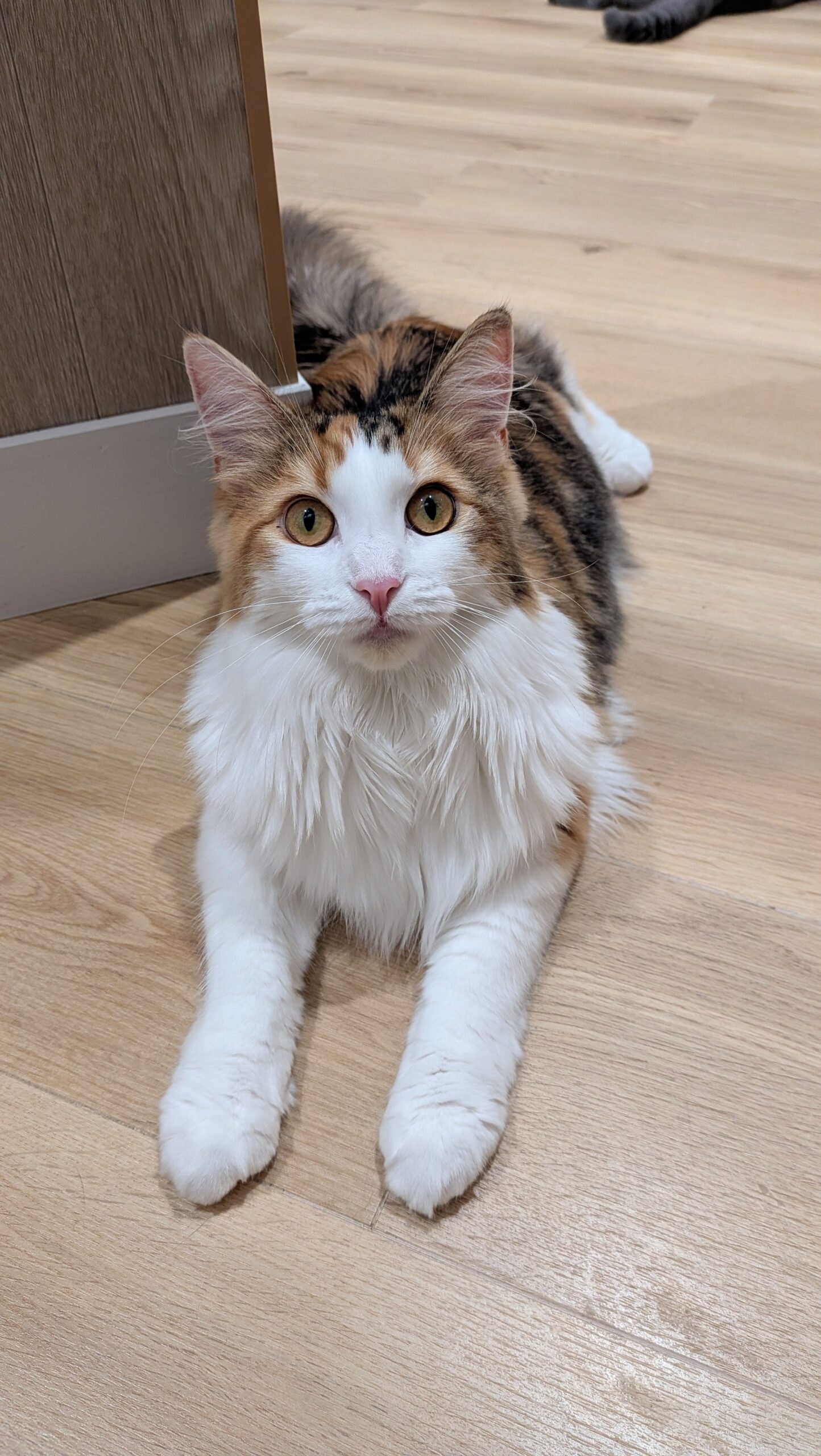  このは のメインクーン（このはちゃん）の写真