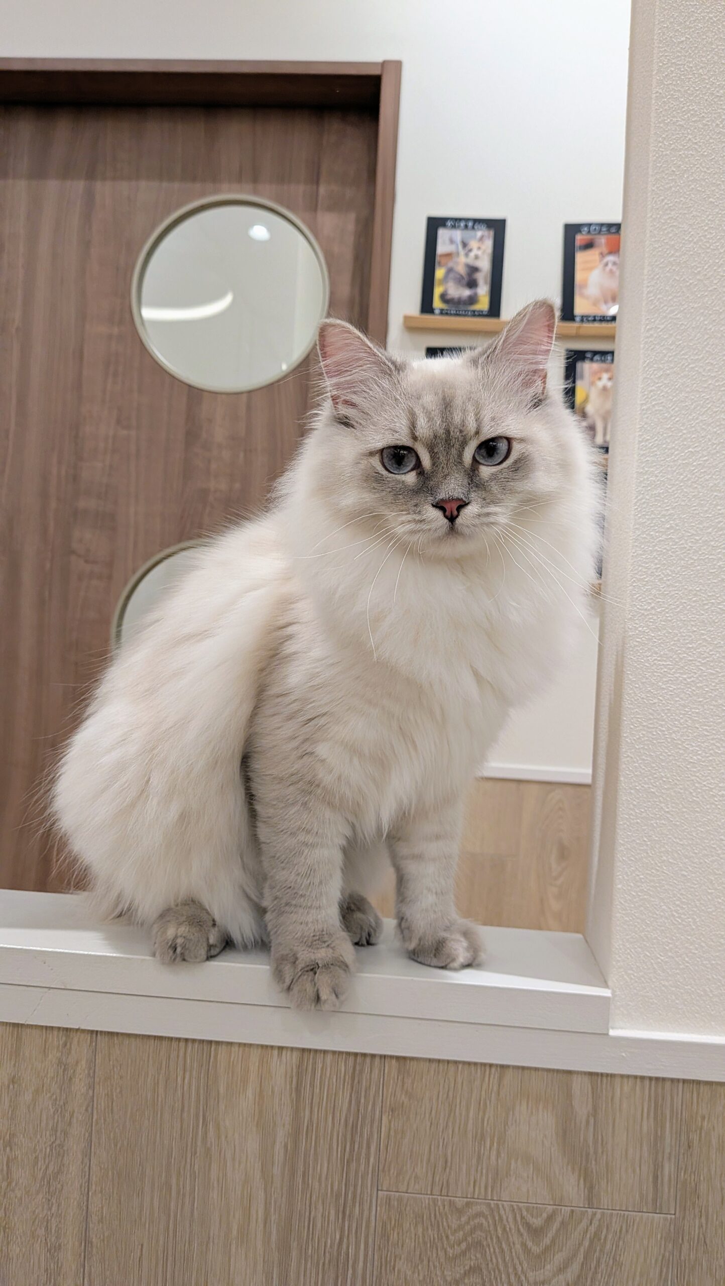  とうふ のサイベリアン（とうふちゃん）の写真