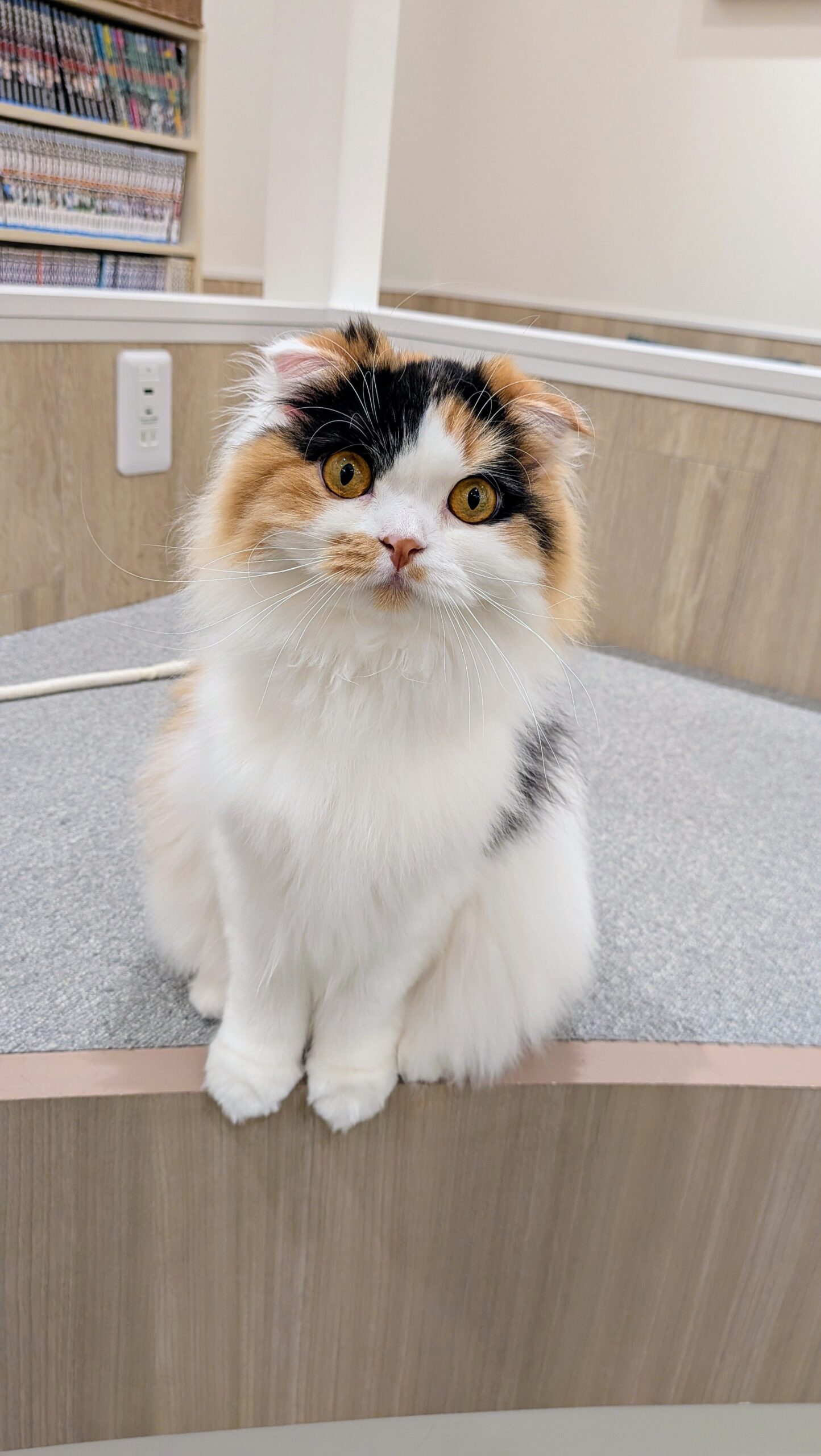  うに のスコティッシュフォールド（うにちゃん）の写真