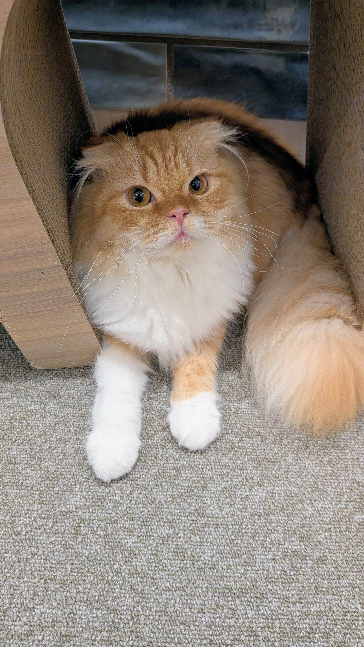  おかき のスコティッシュフォールド（おかきちゃん）の写真