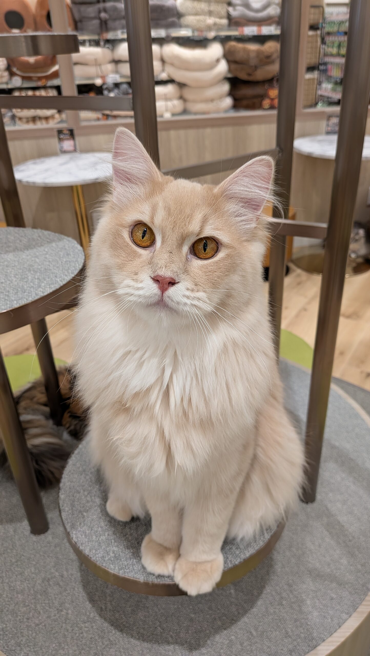  より のサイベリアン（よりちゃん）の写真