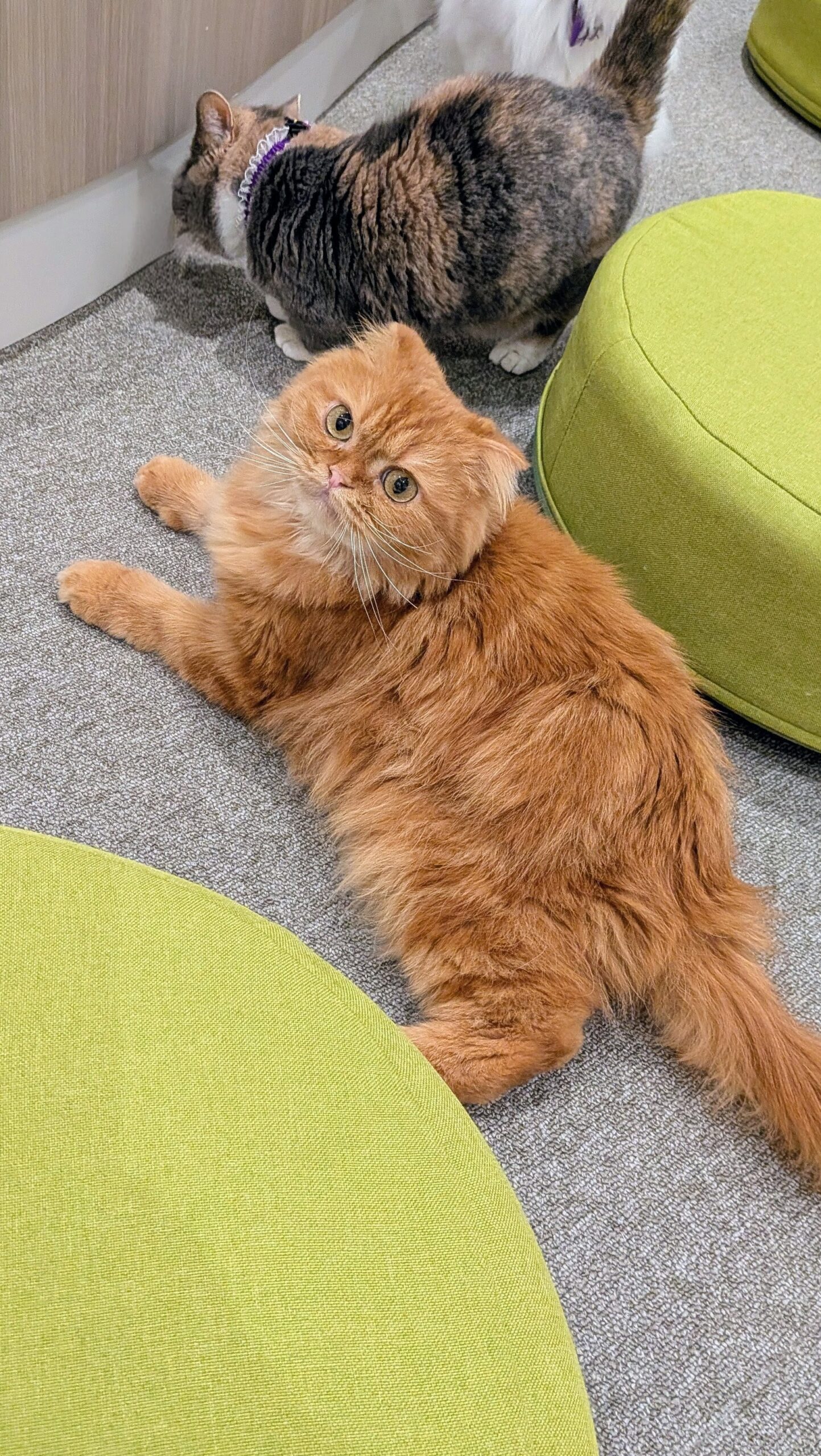  おかか のスコティッシュフォールド（おかかちゃん）の写真