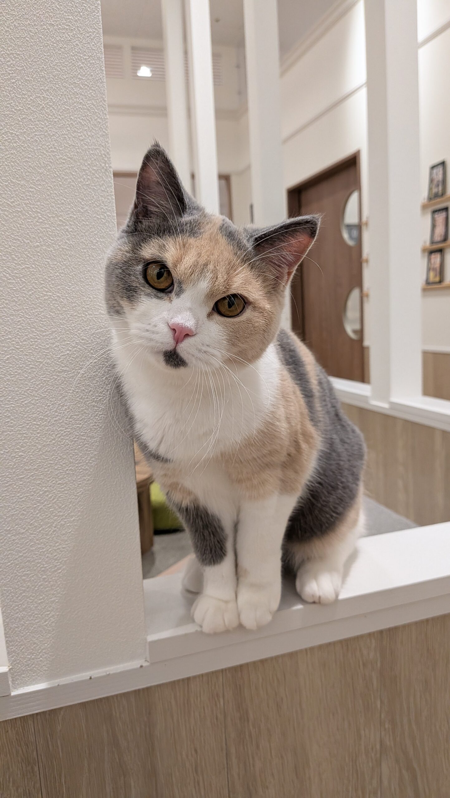  かぼす のブリティッシュショートヘア（かぼすちゃん）の写真