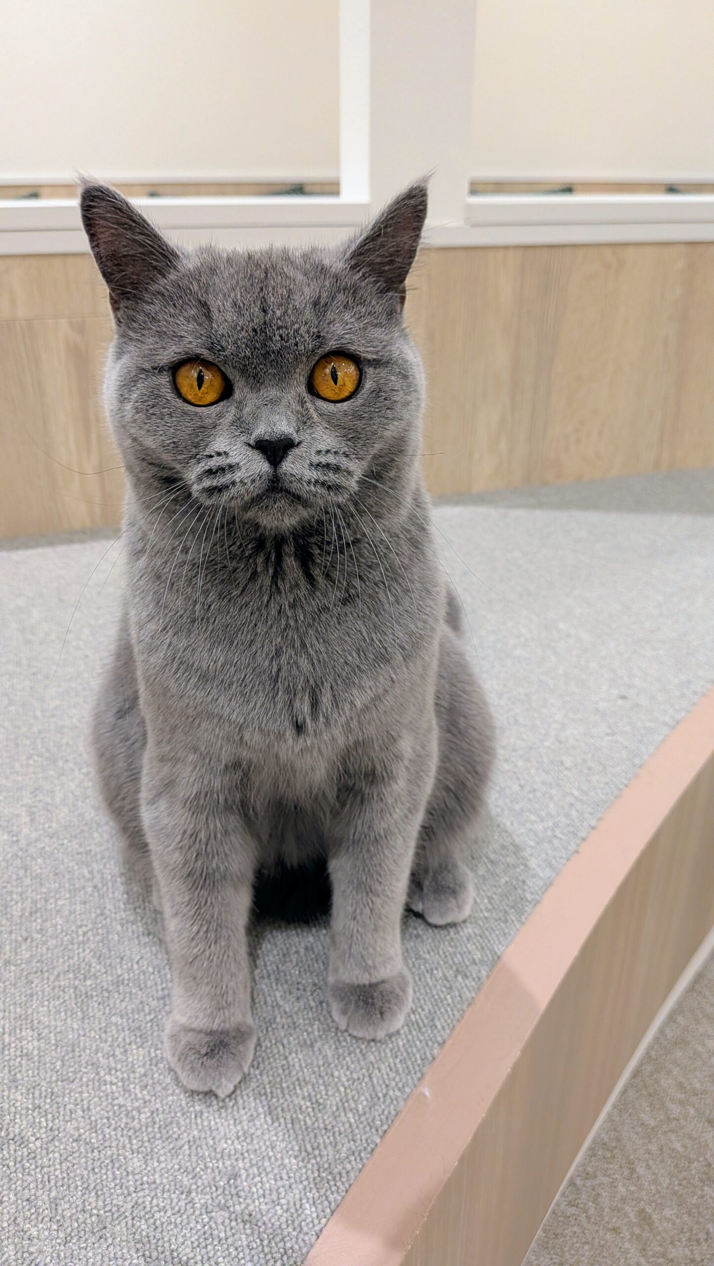  ぶどう のブリティッシュショートヘア（ぶどうちゃん）の写真