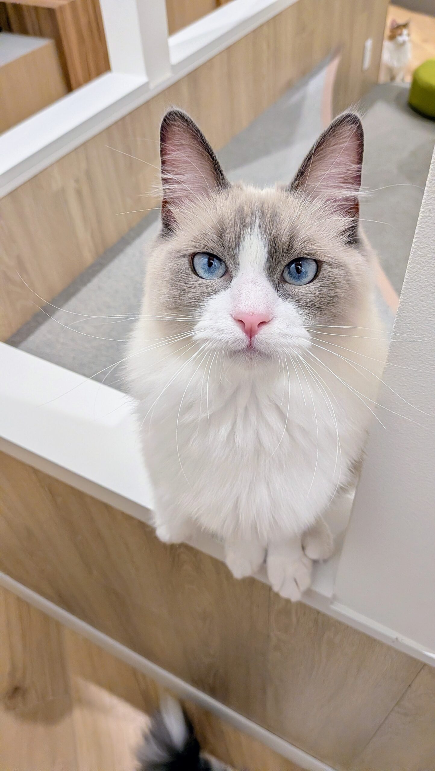  マロニー のラグドール（マロニーちゃん）の写真