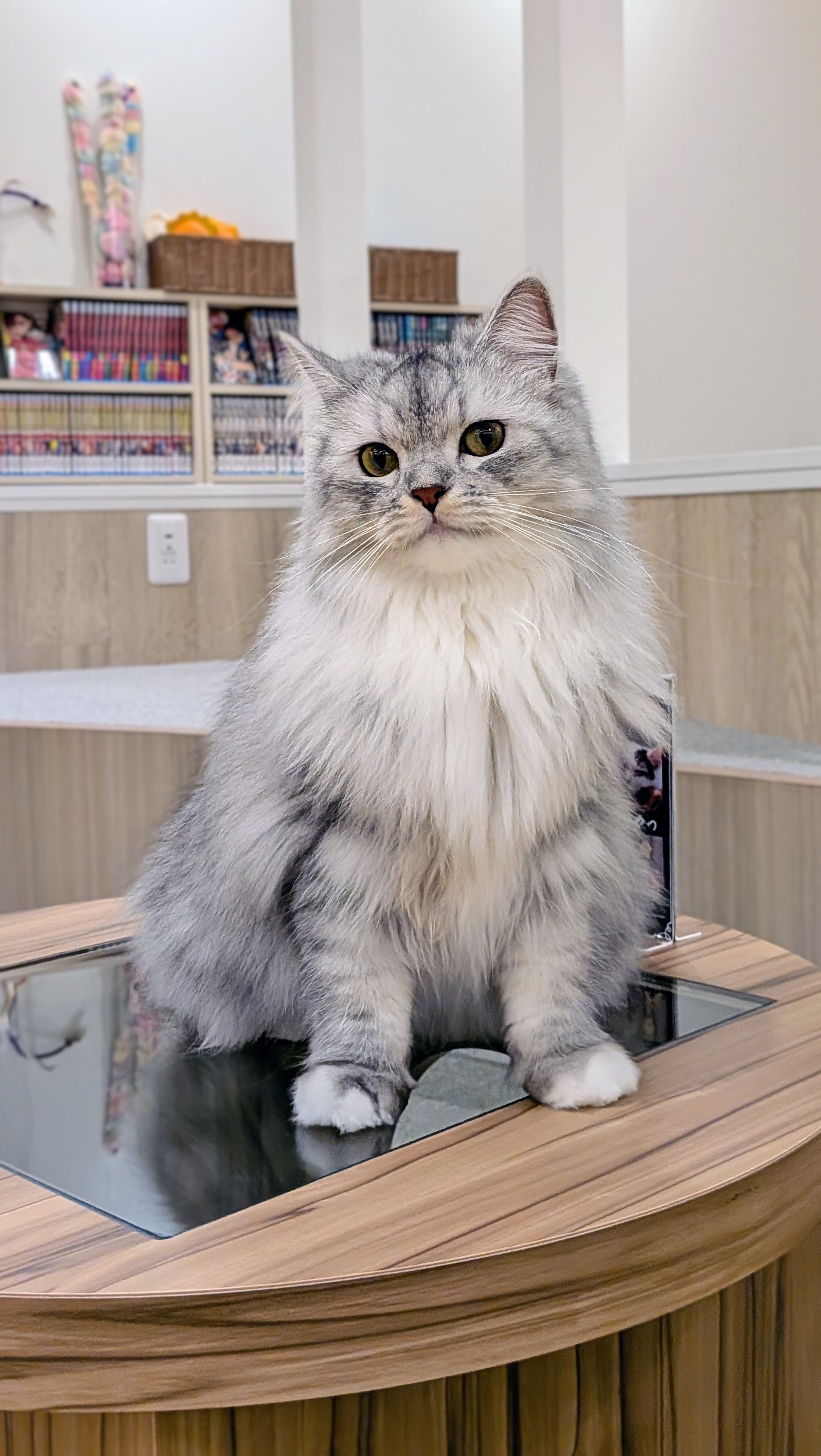  たま のラガマフィン（たまちゃん）の写真