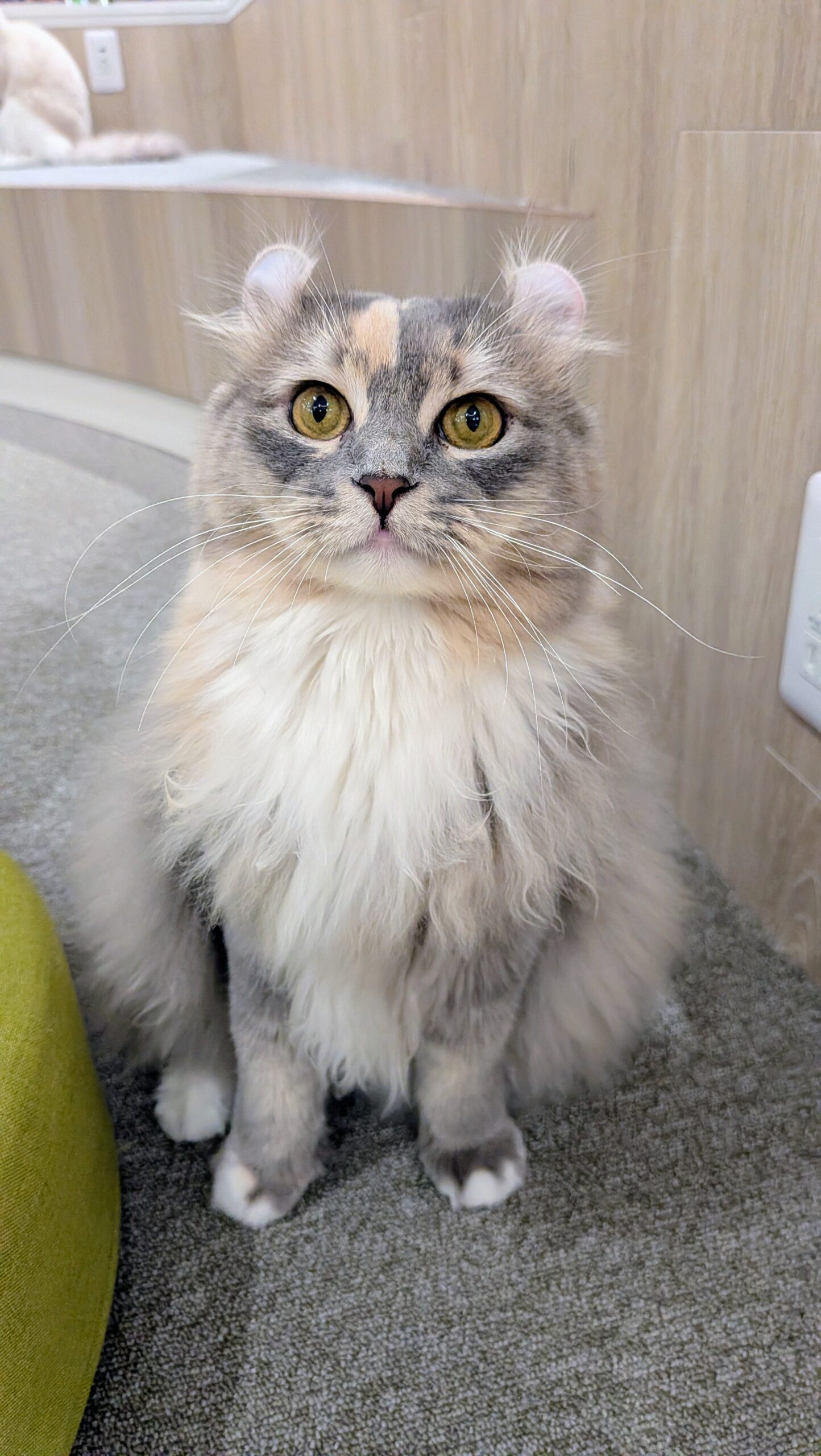  りんご のアメリカンカール（りんごちゃん）の写真