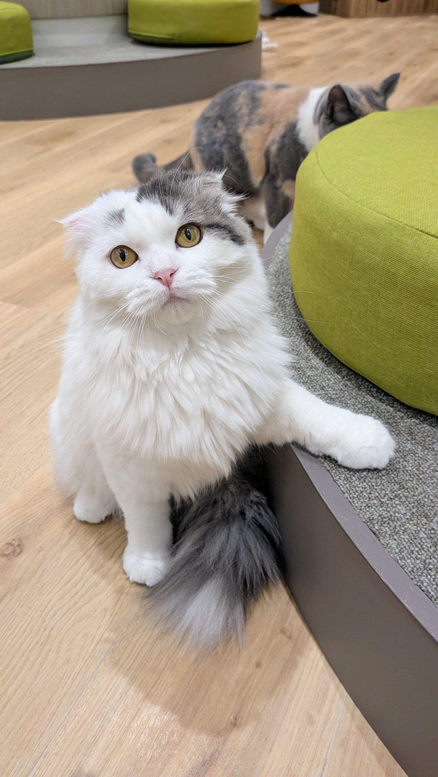  ももこ のスコティッシュフォールド（ももこちゃん）の写真