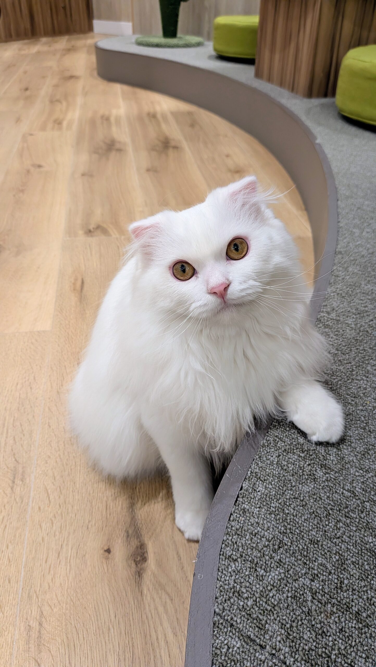  しらたき のスコティッシュフォールド（しらたきちゃん）の写真