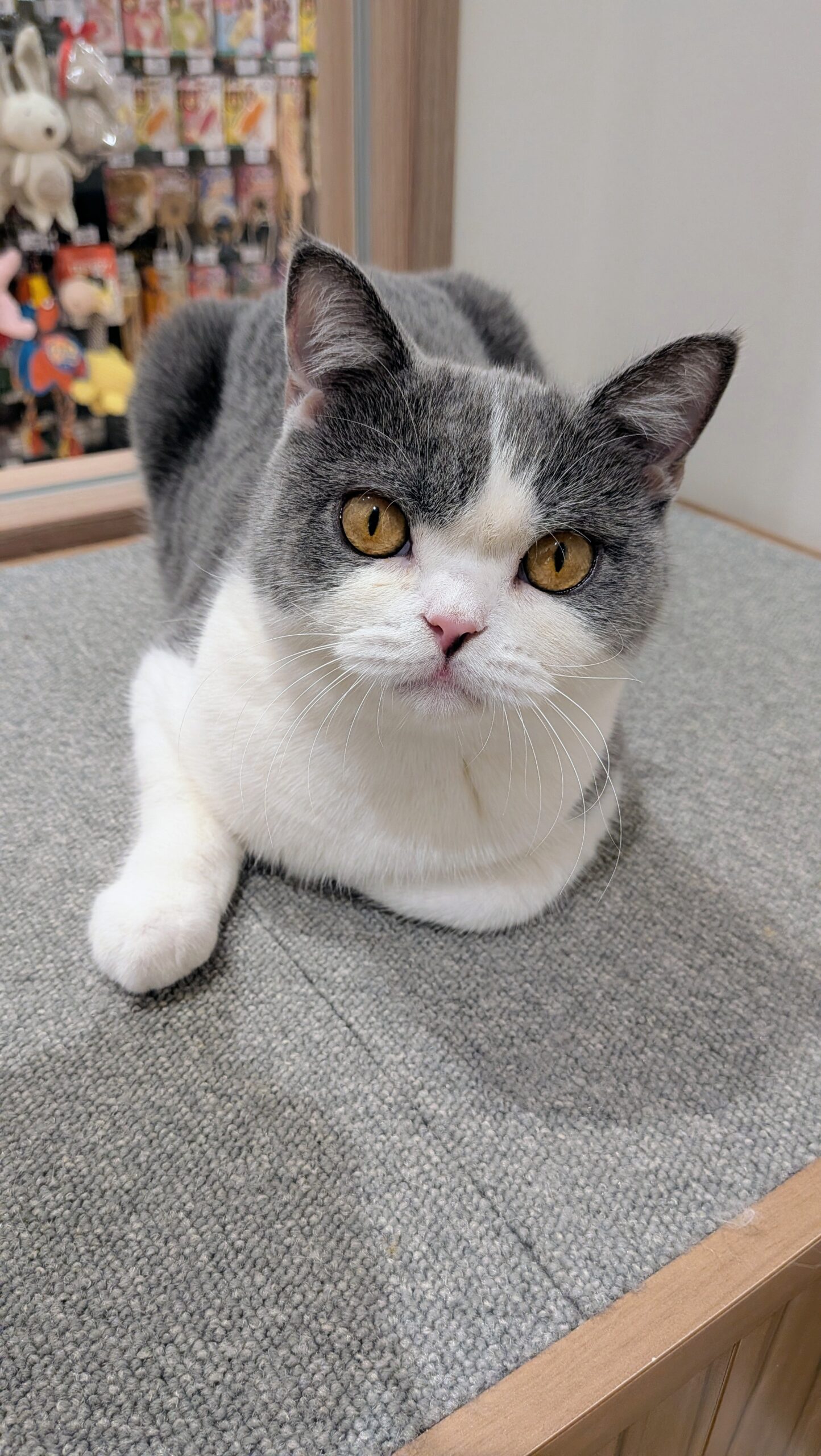  はちわれ のブリティッシュショートヘア（はちわれちゃん）の写真