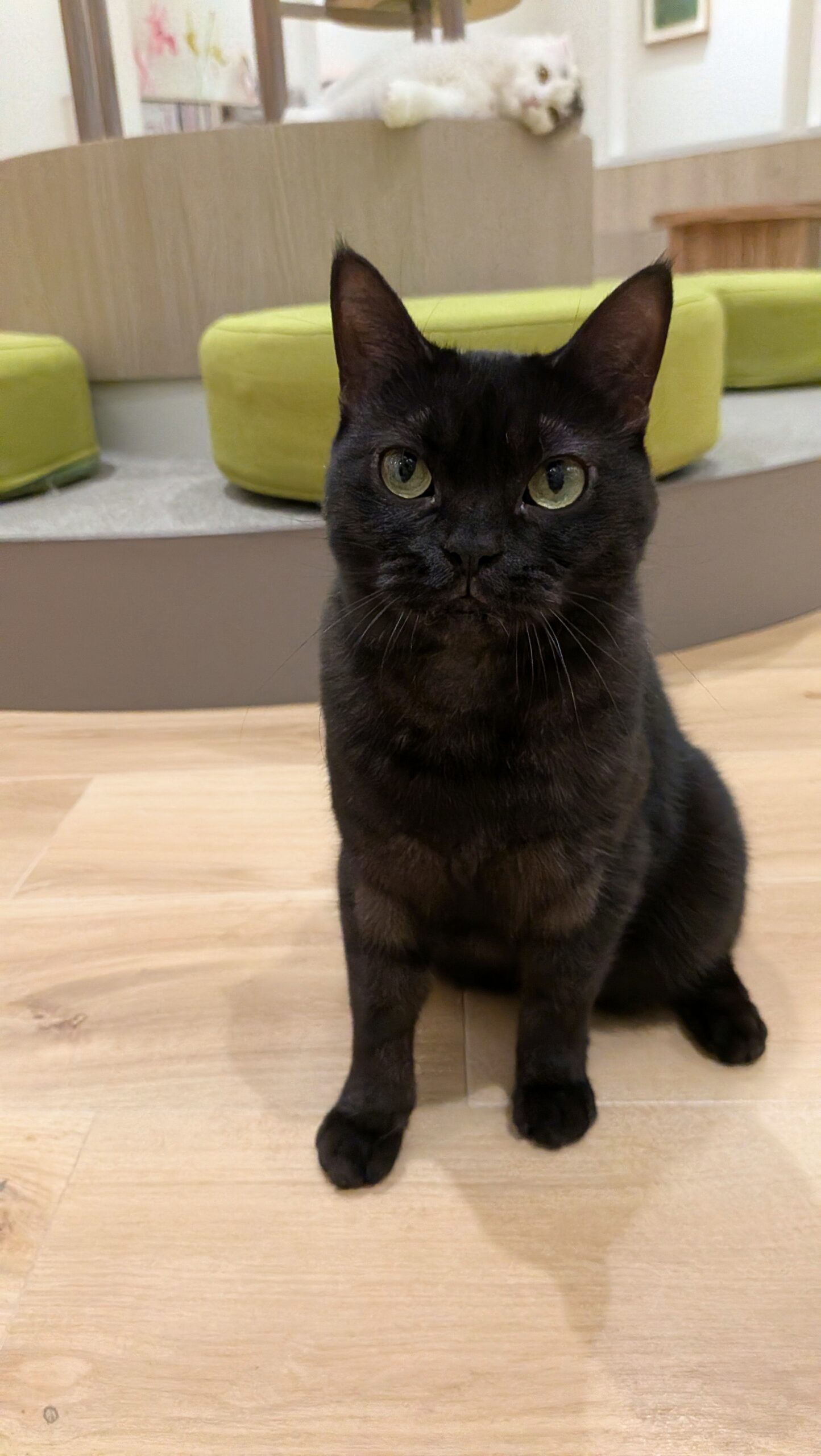  ビビ のアメリカンショートヘア（ビビちゃん）の写真