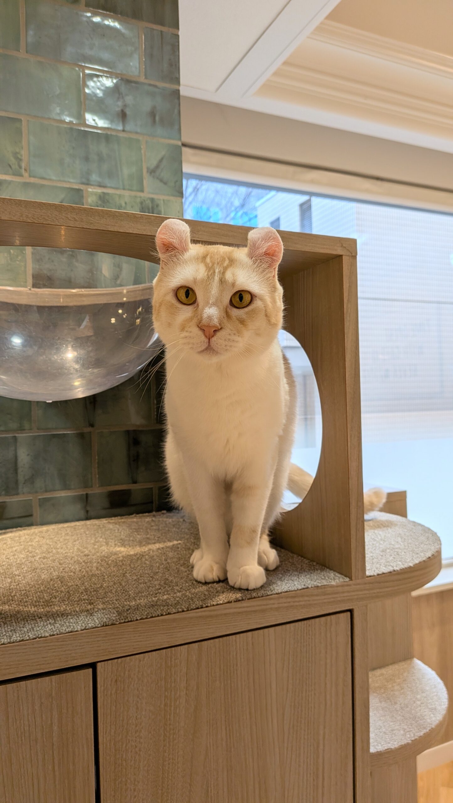 キャットラウンジnonnon ザ・モール仙台長町店 覗くキャスト(猫)