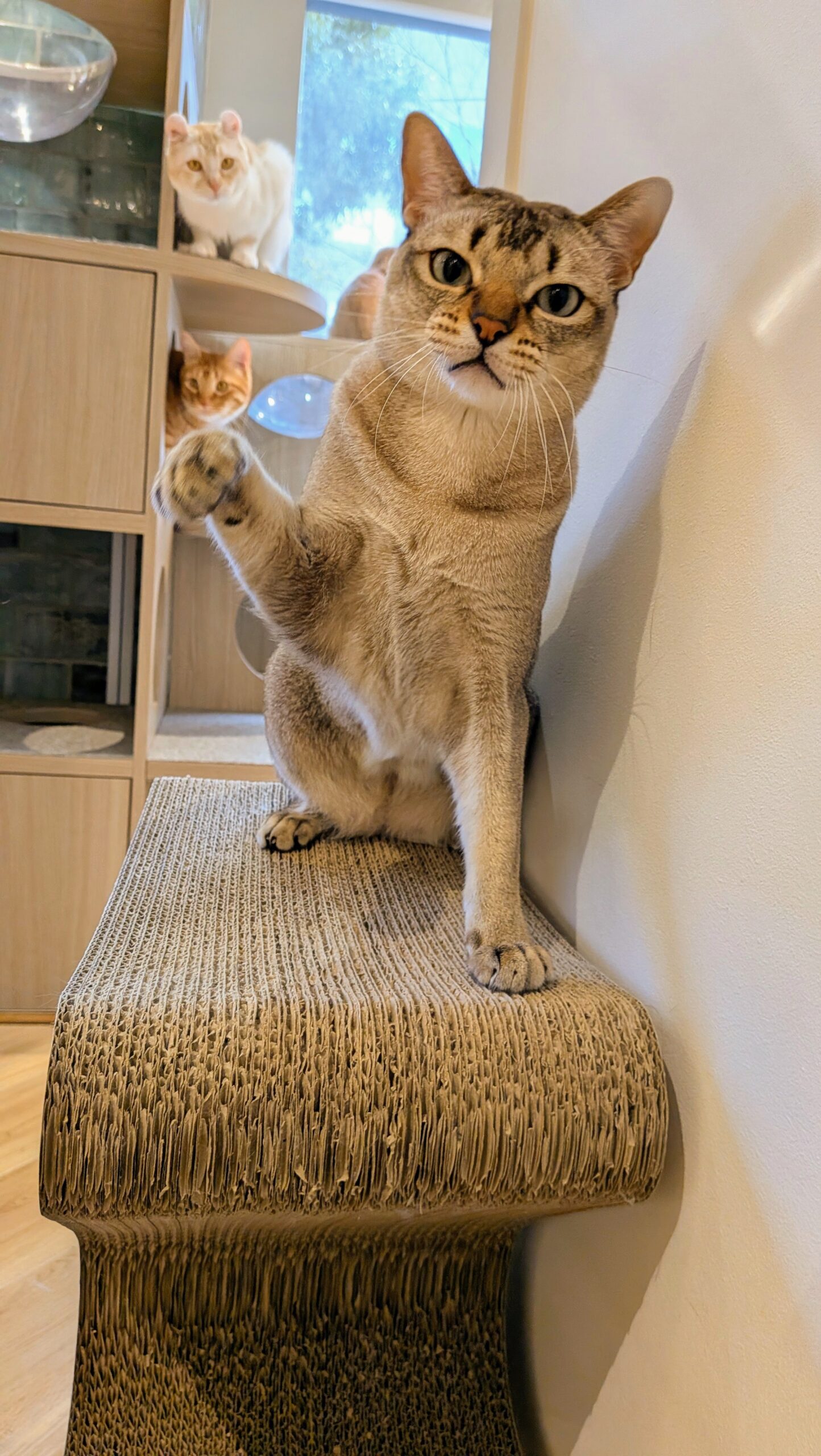 キャットラウンジnonnon ザ・モール仙台長町店 遊びに夢中なキャスト(猫)