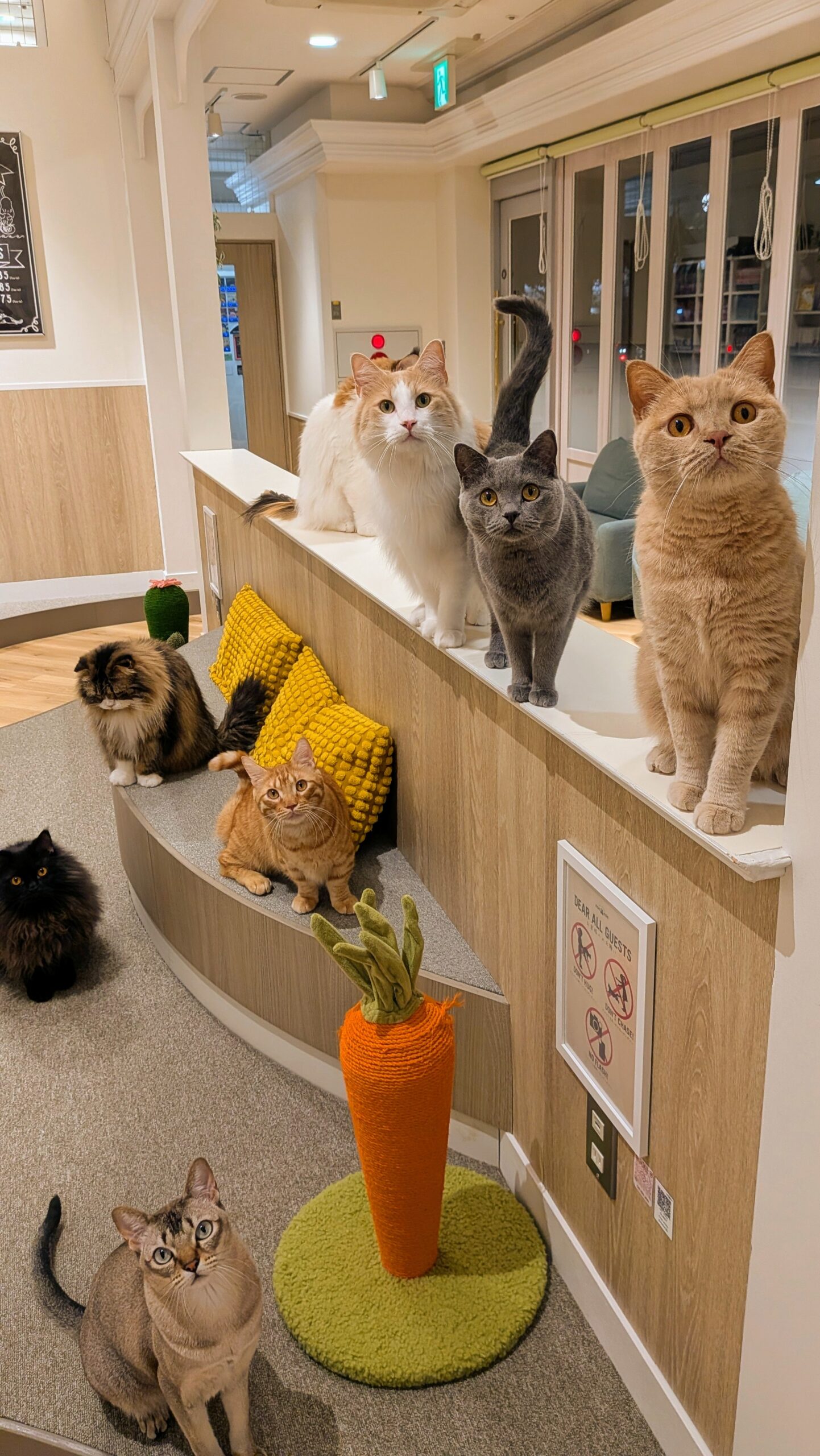 キャットラウンジnonnon ザ・モール仙台長町店 勢ぞろいなキャスト(猫)