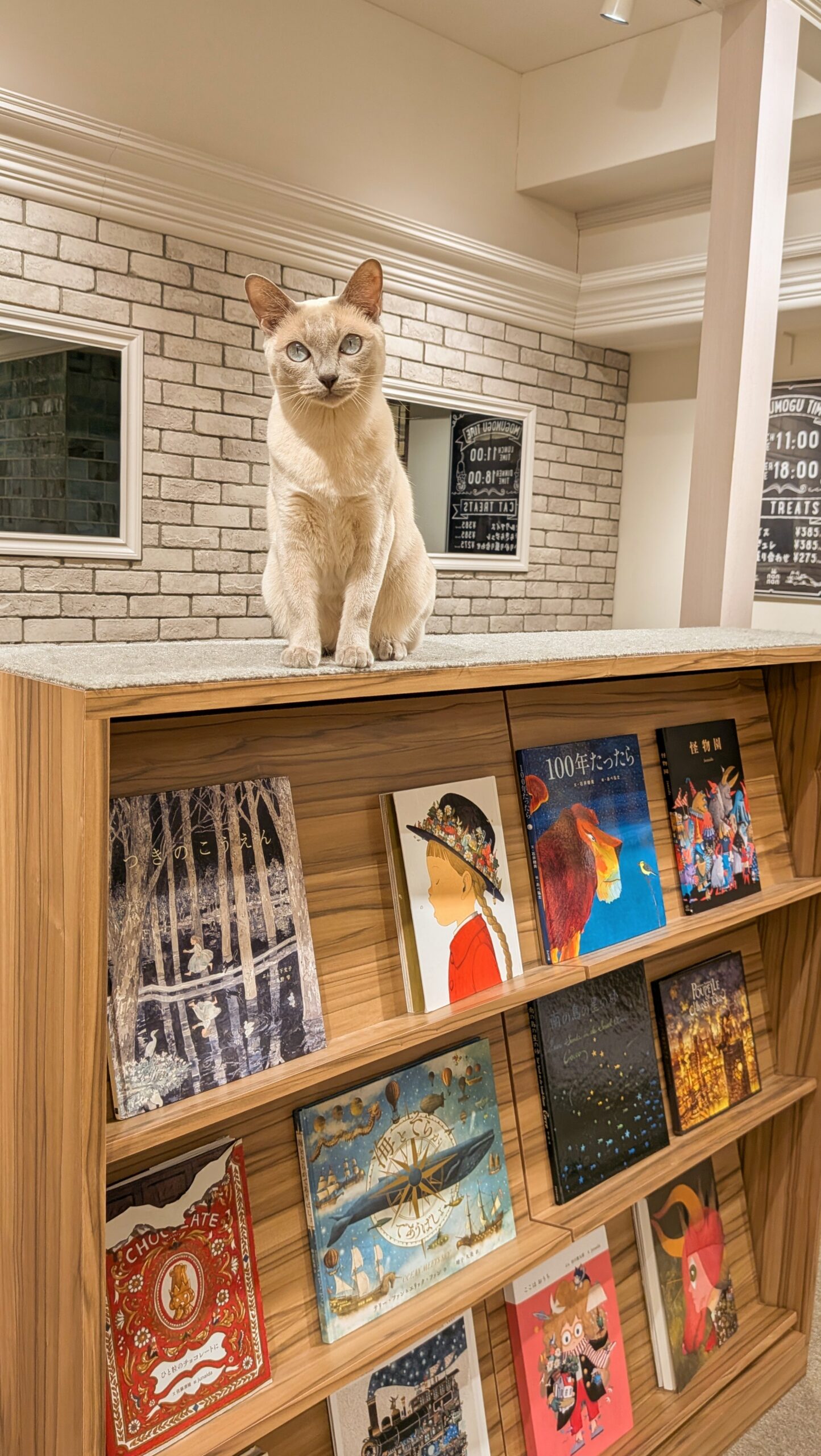 キャットラウンジnonnon ザ・モール仙台長町店 本棚が定位置なキャスト(猫)