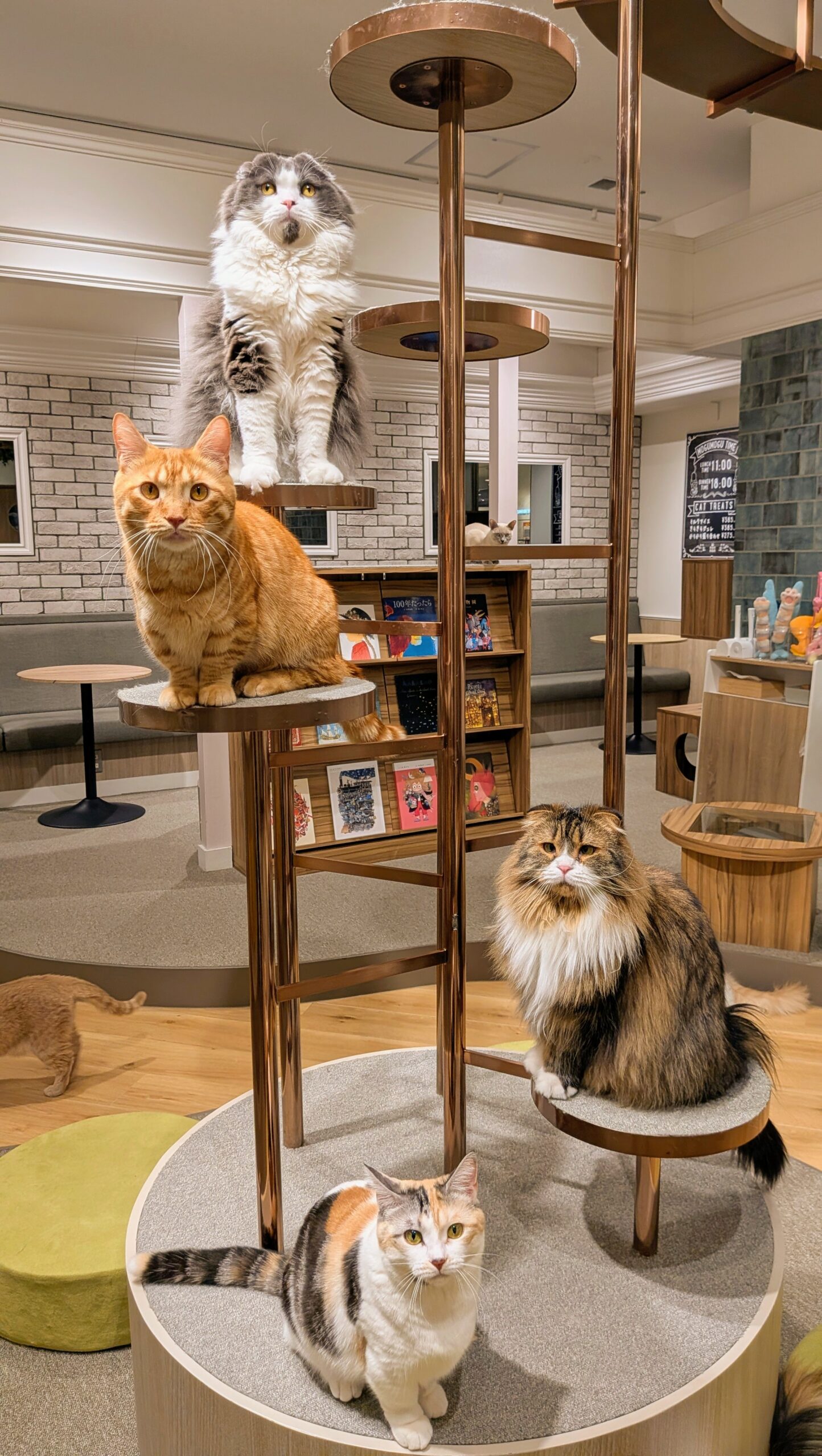 キャットラウンジnonnon ザ・モール仙台長町店 キャットタワーで勢ぞろいなキャスト(猫)