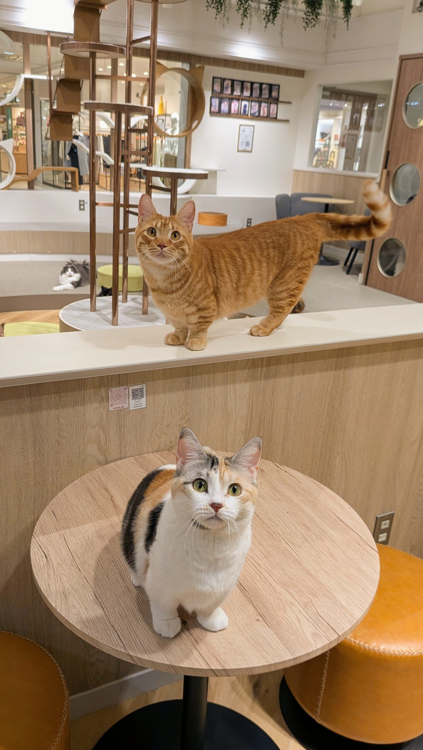キャットラウンジnonnon ザ・モール仙台長町店 カメラ目線なキャスト(猫)