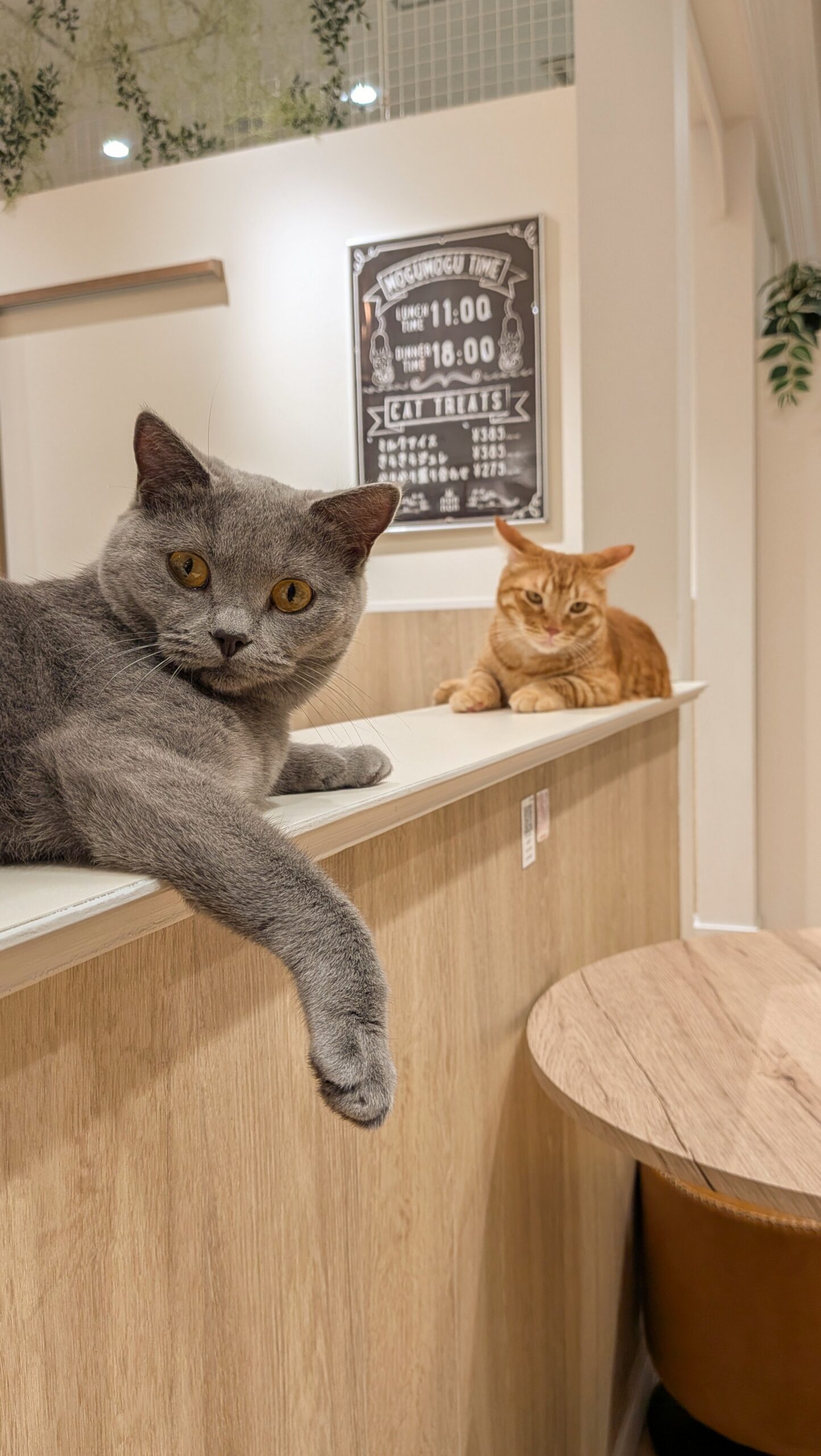 キャットラウンジnonnon ザ・モール仙台長町店 フロアでくつろぐキャスト(猫)