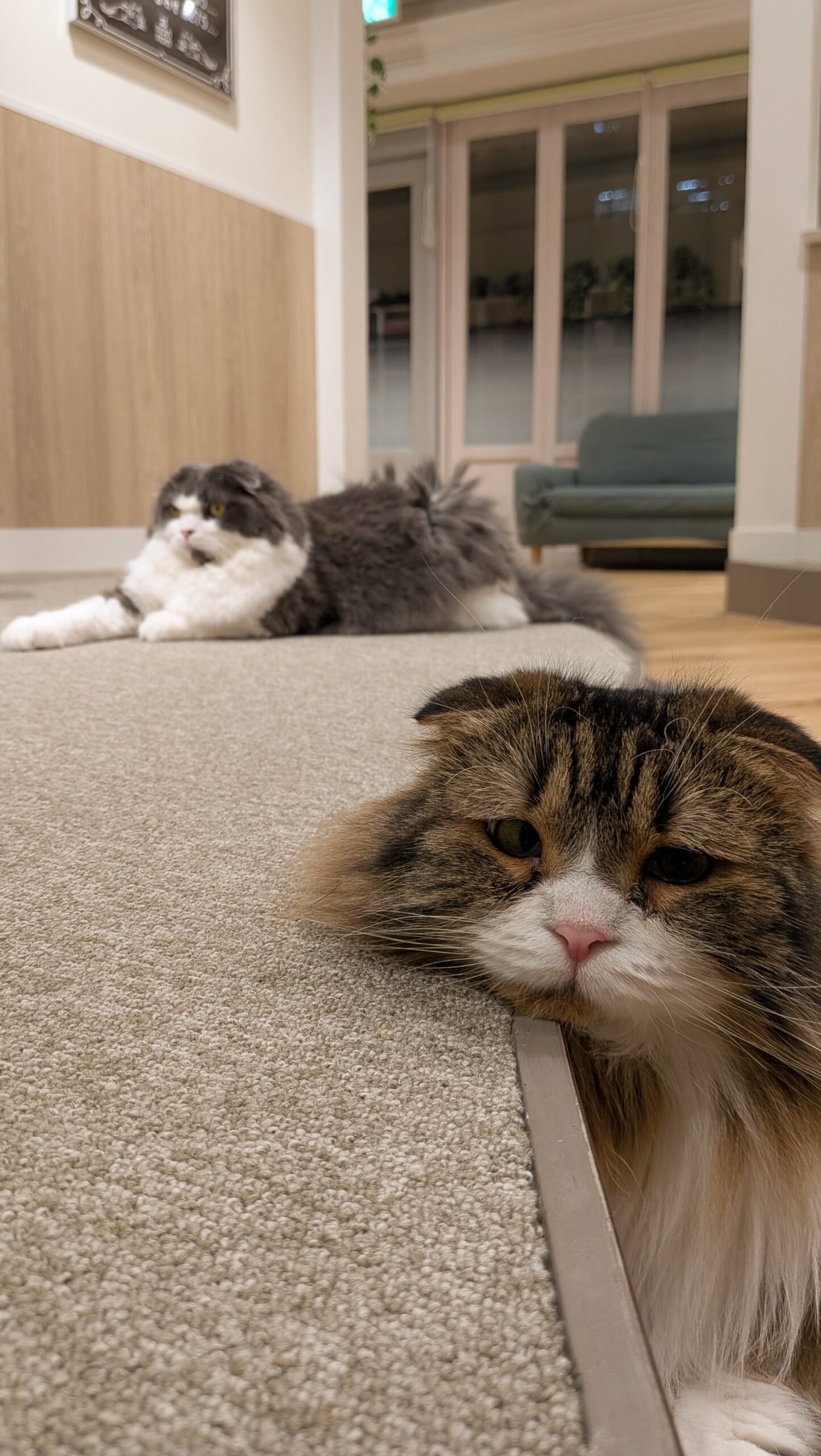 キャットラウンジnonnon ザ・モール仙台長町店 フロアくつろぐキャスト(猫)