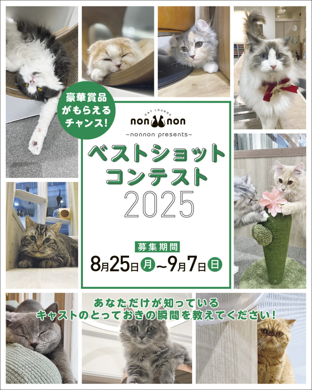 ベストショットコンテスト