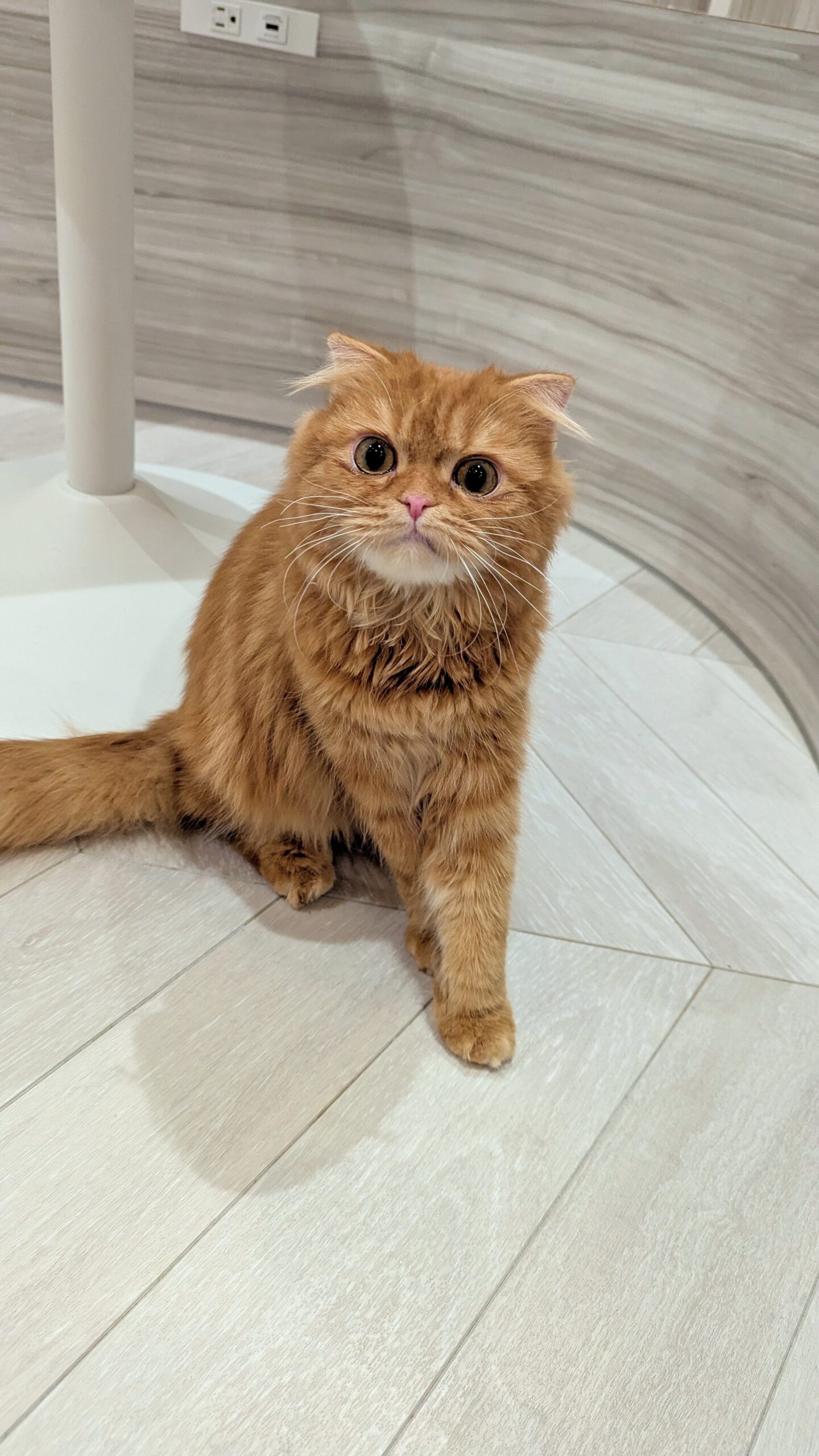  おかか のスコティッシュフォールド（おかかちゃん）の写真