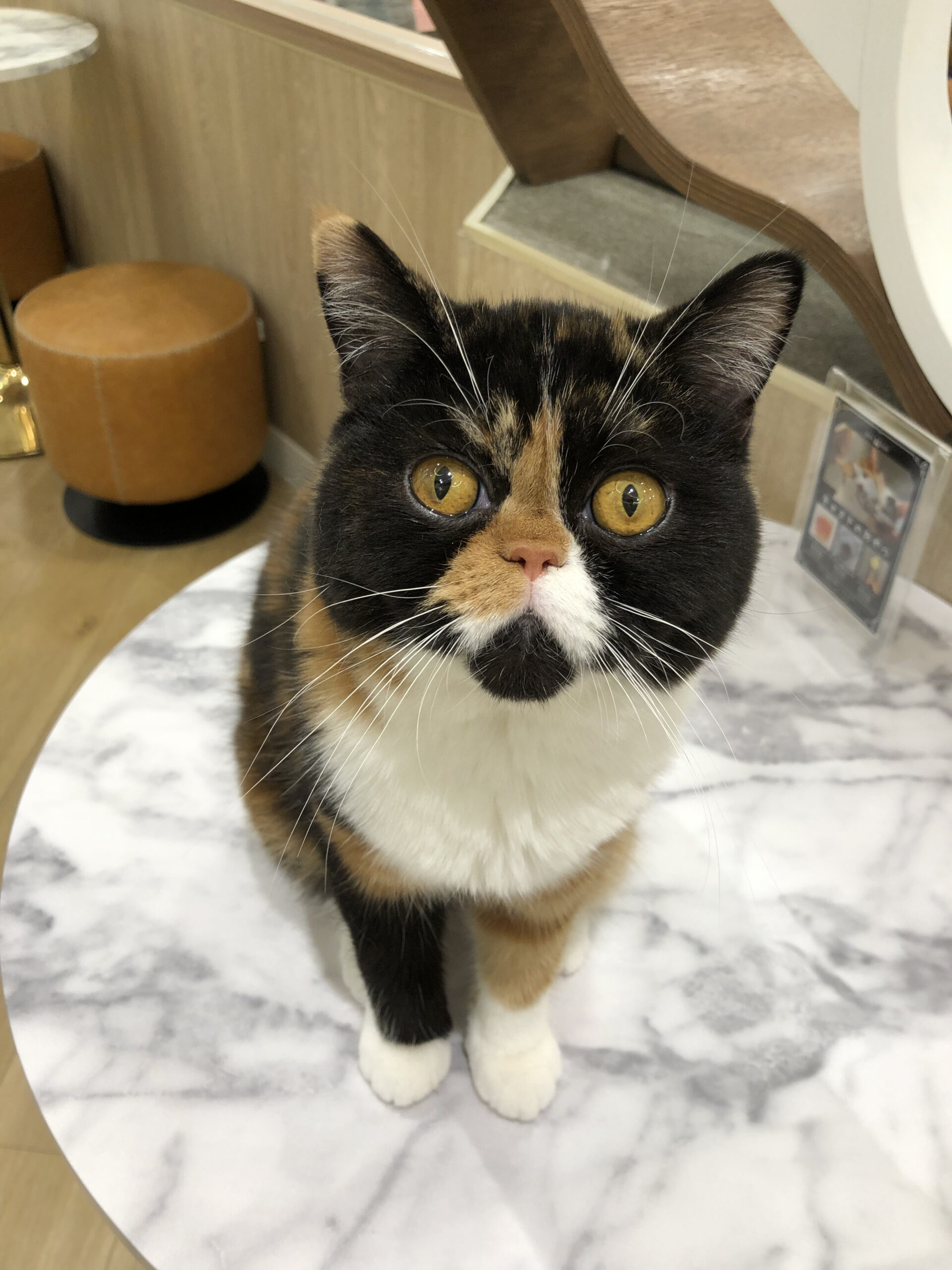  こんぶ のエキゾチックショートヘア（こんぶちゃん）の写真